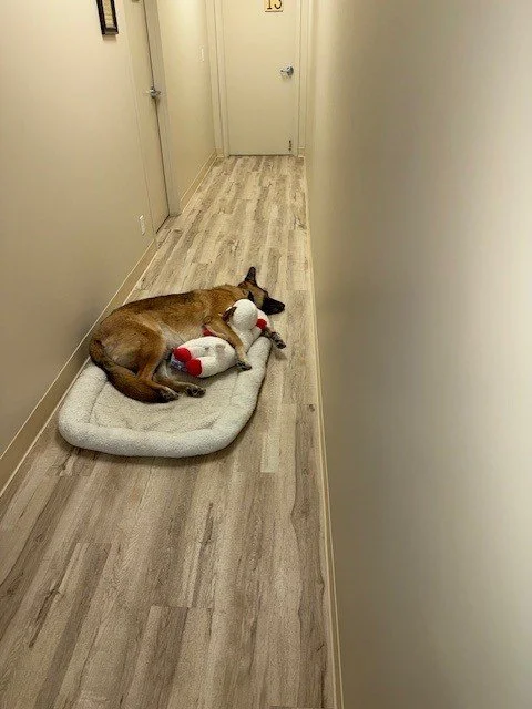 Miles – exhausted after resolving a farm dispute.
