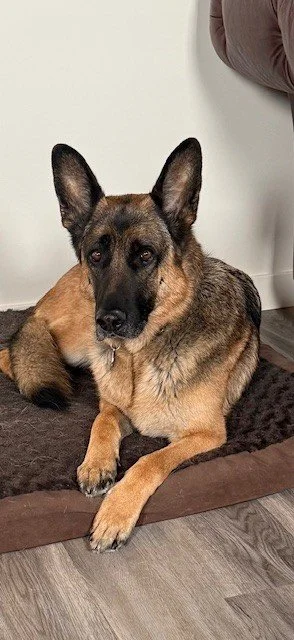 ZOE – July 27, 2018 – June 27, 2025 - Remembering a sweet, kind companion who never missed a day at the mediation offices. This beautiful girl always offered an enthusiastic greeting and a healing paw. She is truly missed.