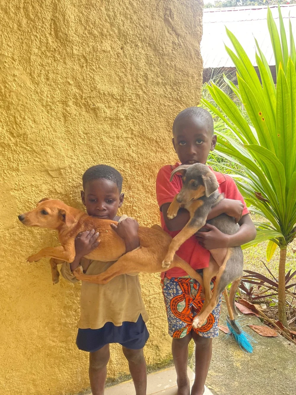 Crianças com os seus cães no Príncipe