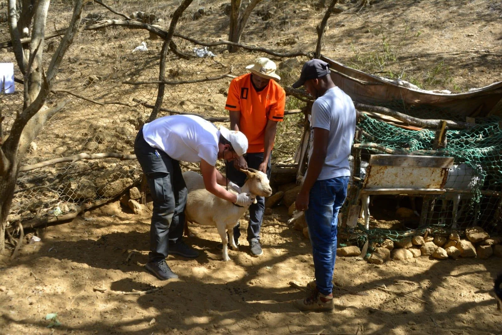 Equipa VSF a observar um animal com um criador na Ilha Brava