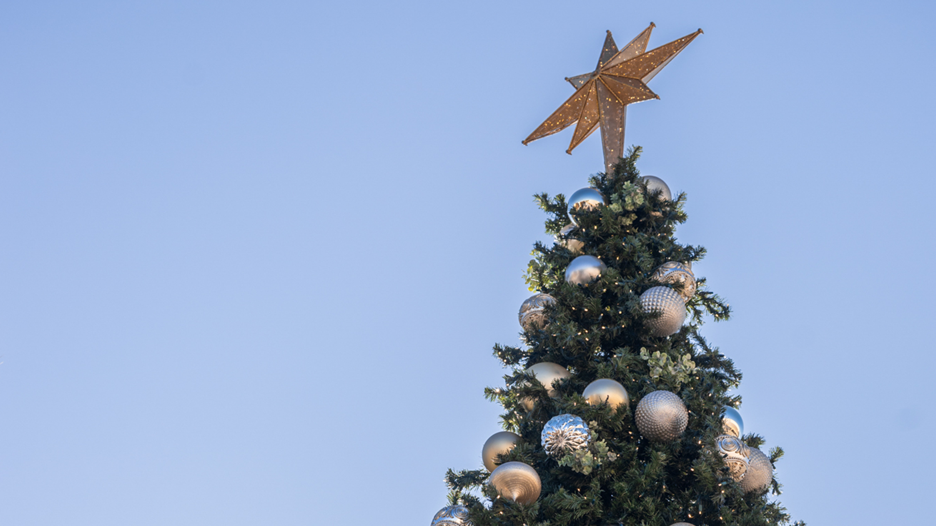 Christmas-Trees.png