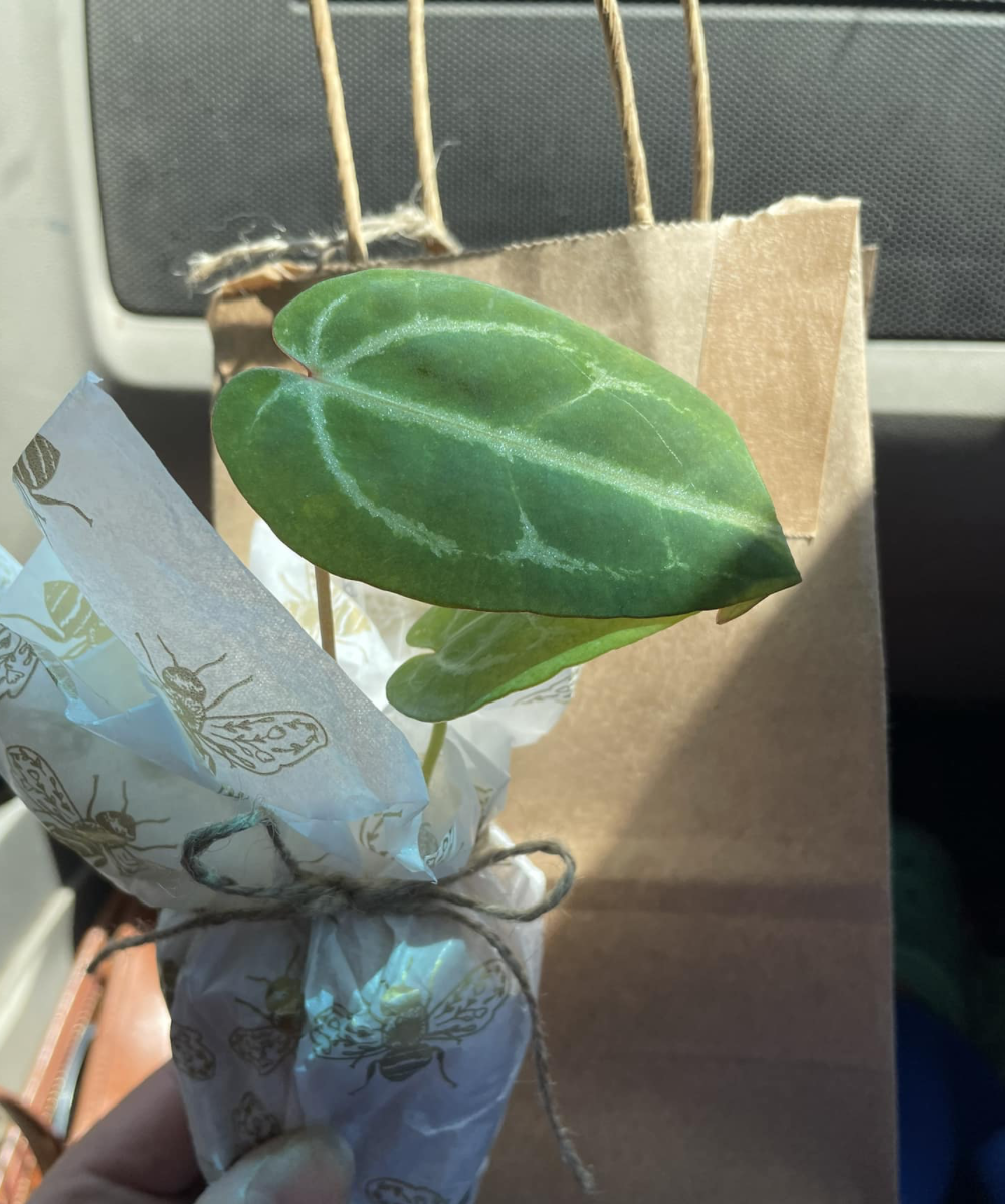 Screenshot 2024-02-07 at 12.27.21 AM.png