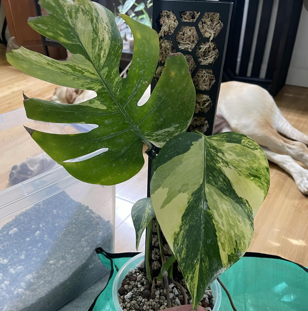 Screenshot 2024-02-07 at 12.24.09 AM.png