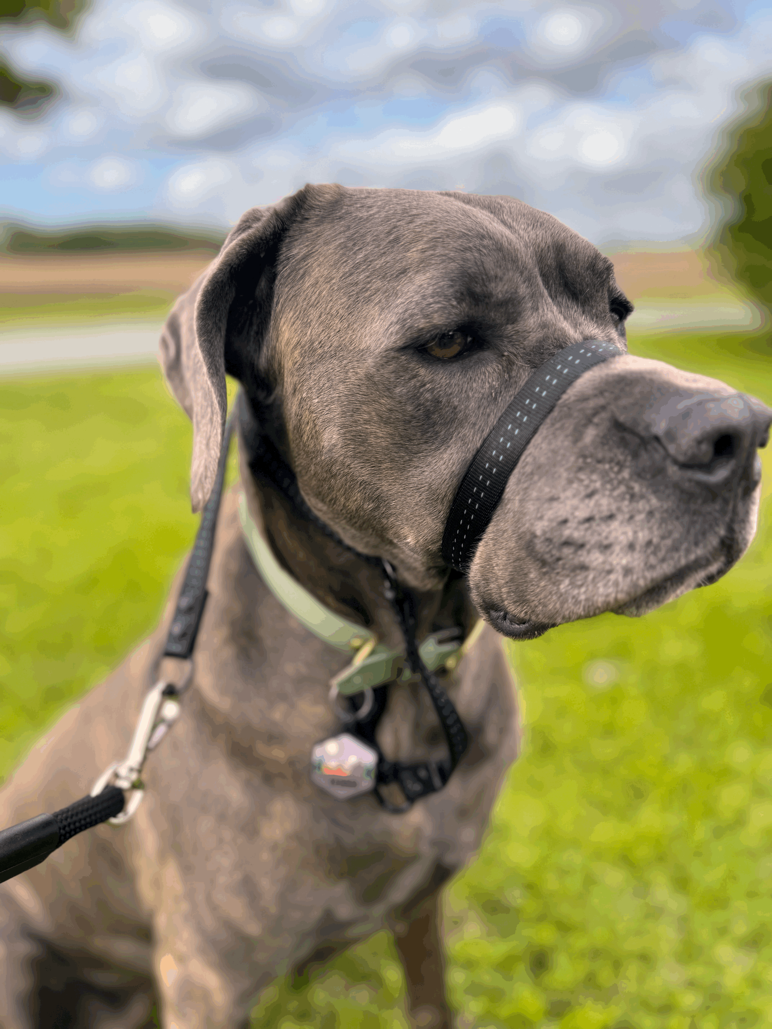 Head Halter Training Collar (Black)