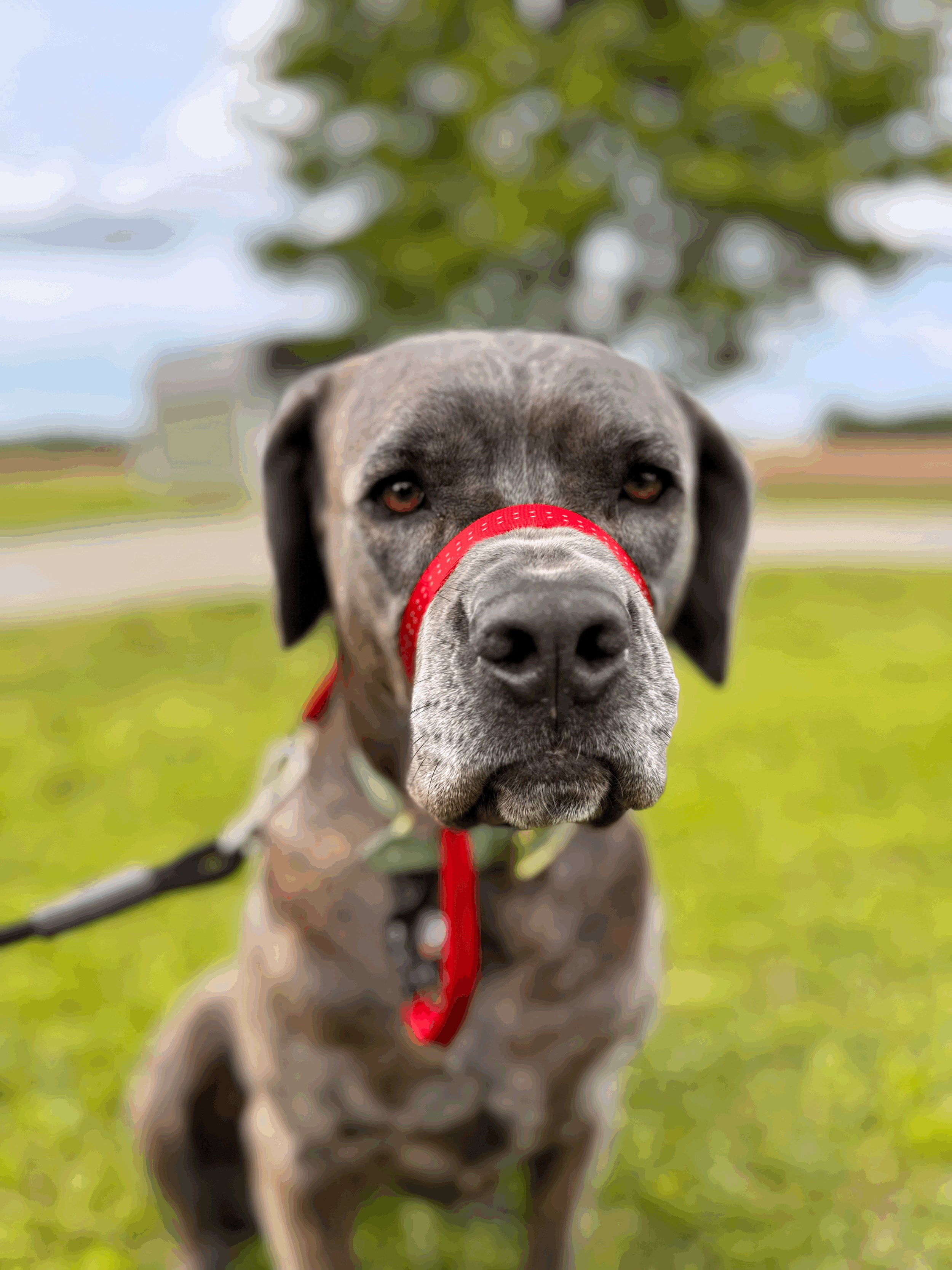 Head Halter Training Collar (Red)