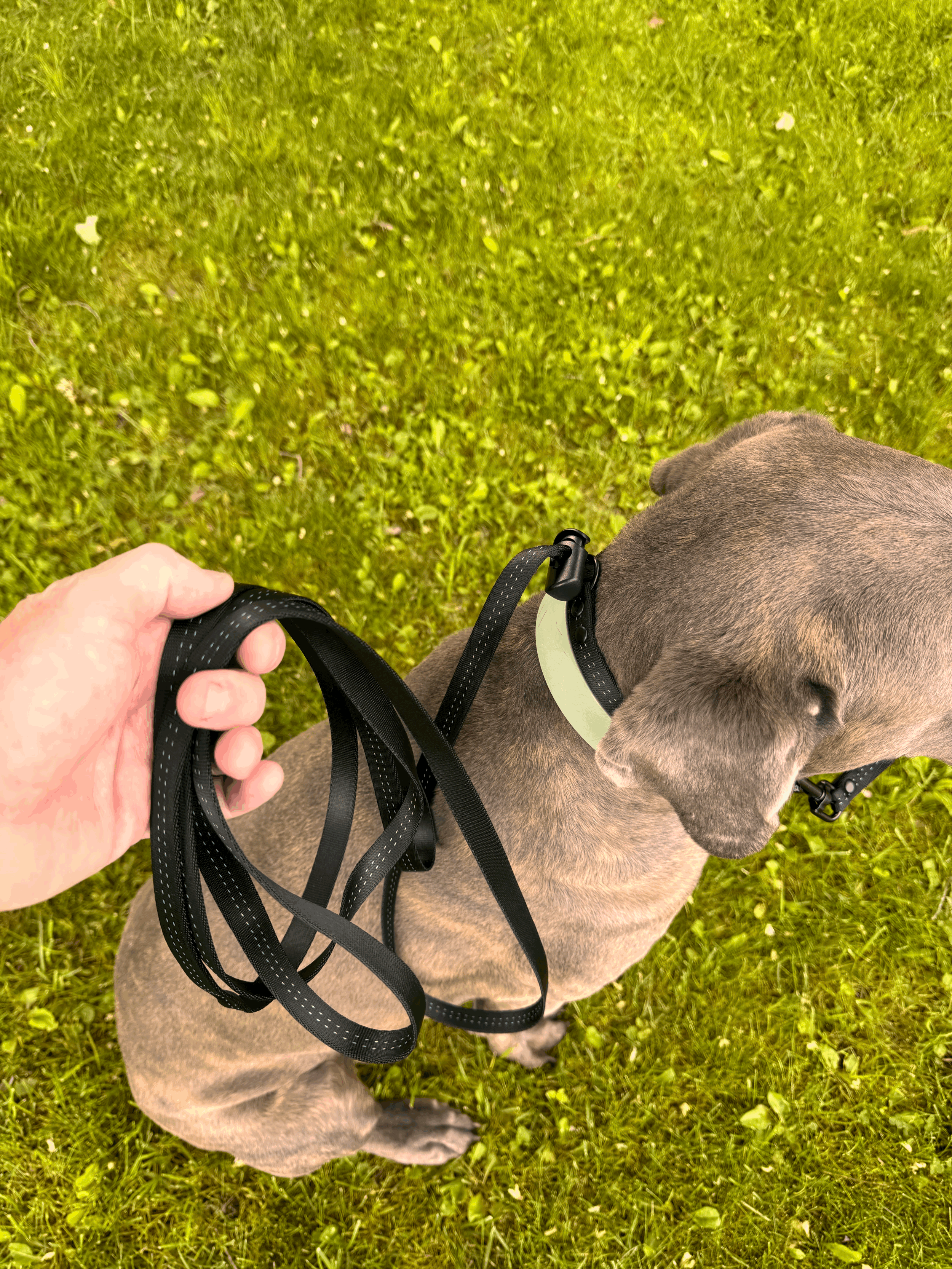 10 Foot Training Leash (Black)