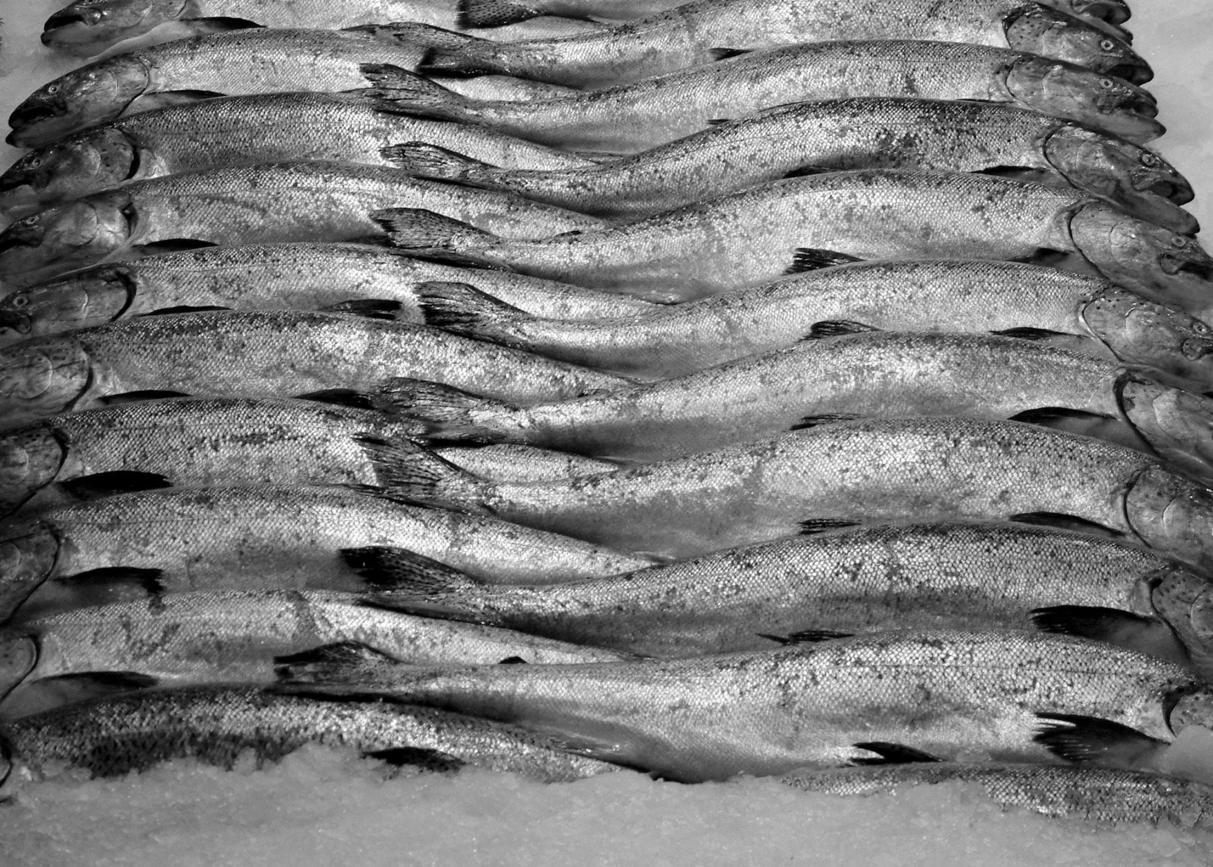 Pike Place-Fish-2.jpg