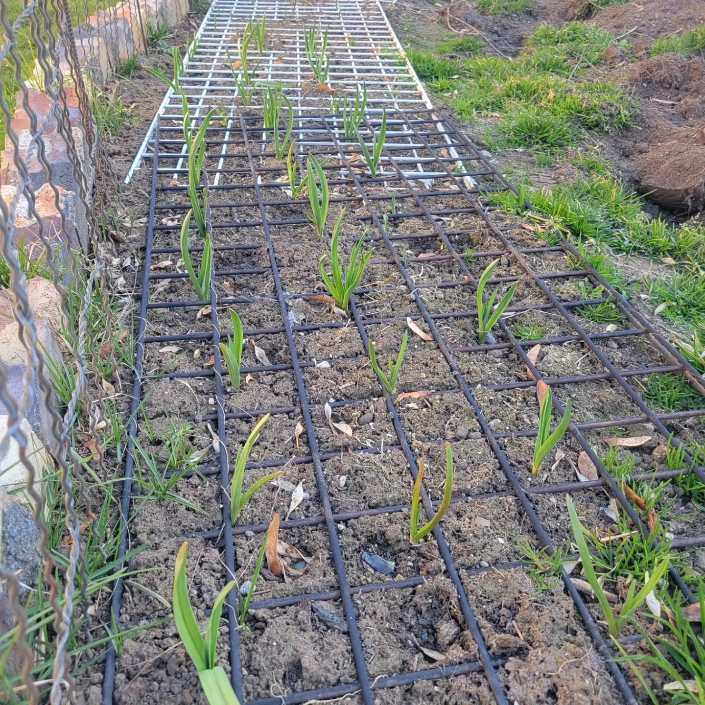Seed starting inside and garlic popping outside. Spring is springing in the valley!

#urbanfarming 
#springgreen