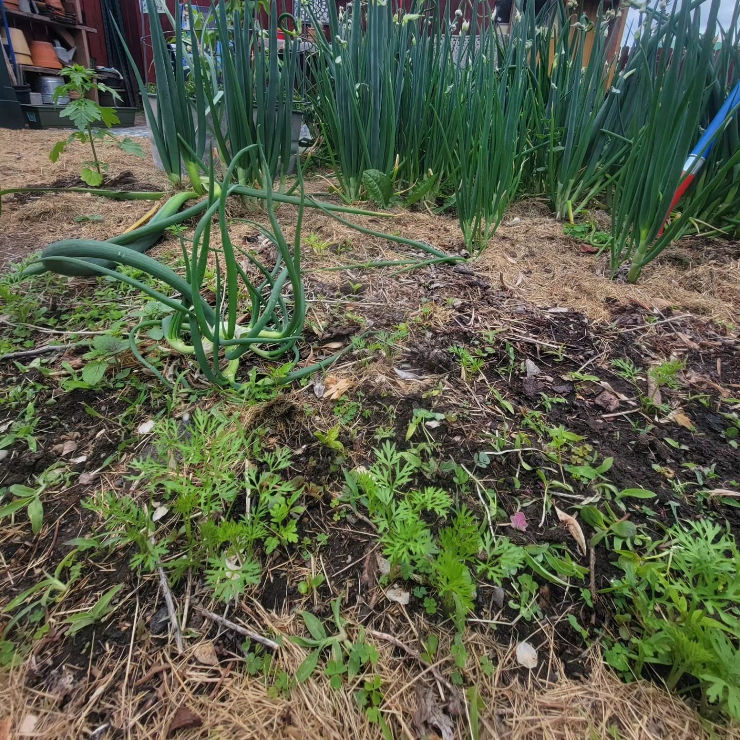 Walking onions, ready to take over the world!