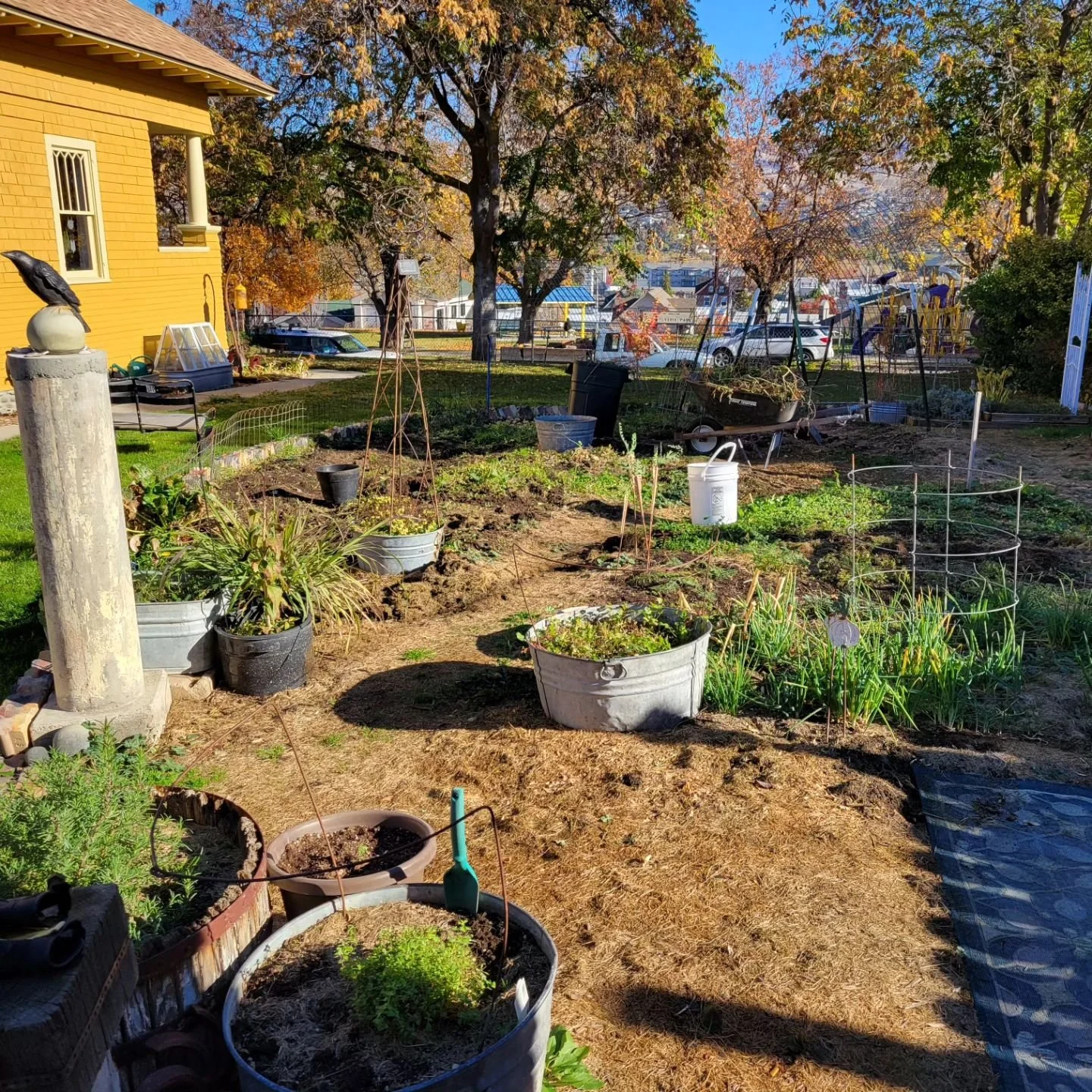 Gorgeous day for reaping! Bye bye.

#staysane #thisoldhouse #election2024