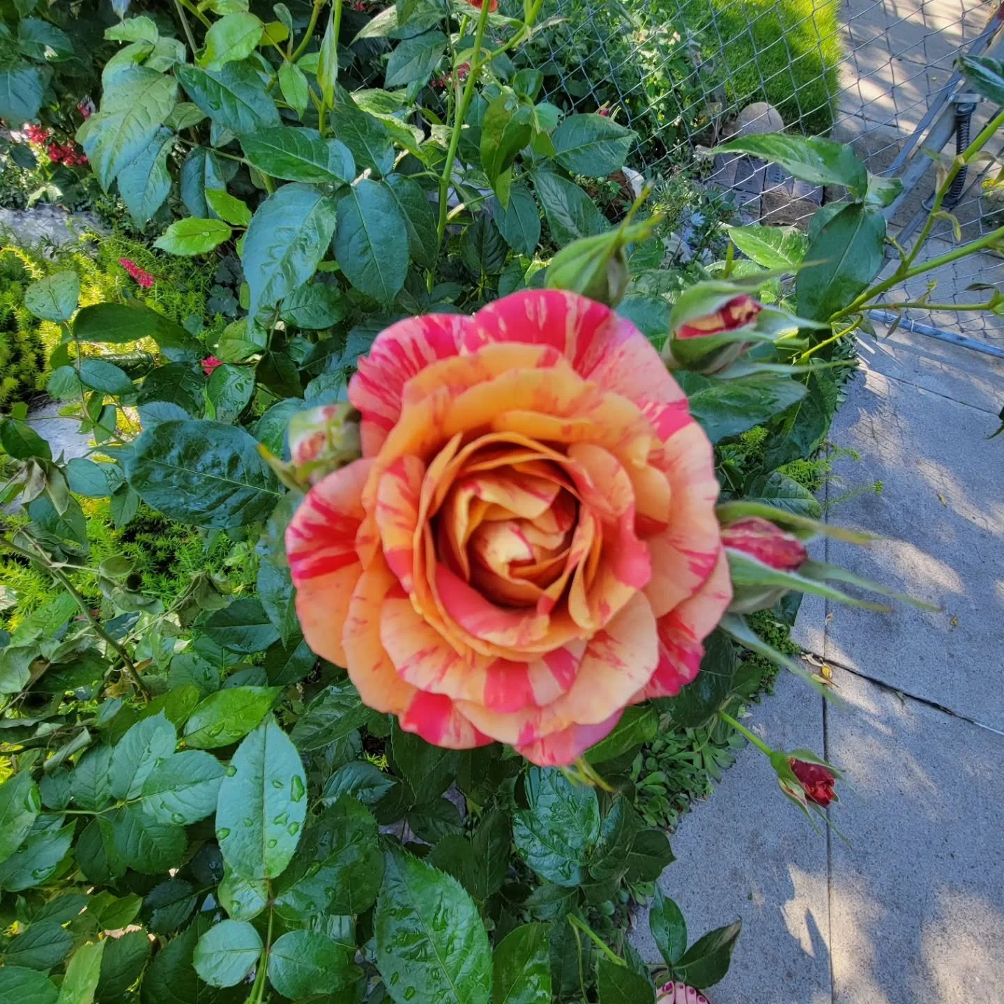 It's been a beautiful spring and slow slide into summer. A good year for the garden. Now that I'm leaving for 3 weeks, temps are predicted to climb. What will it look like upon my return?

#thisoldhouse 
#gardening