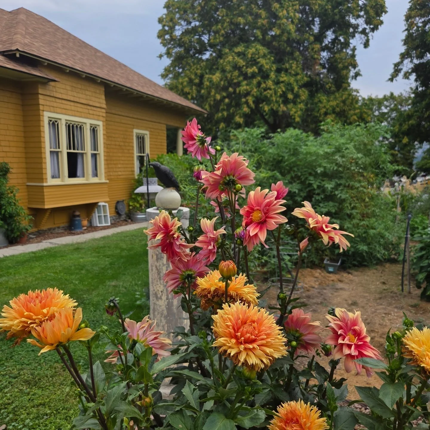 After being gone for three weeks at the hottest point of the year, I would have never thought the garden would look this good as we head into fall!