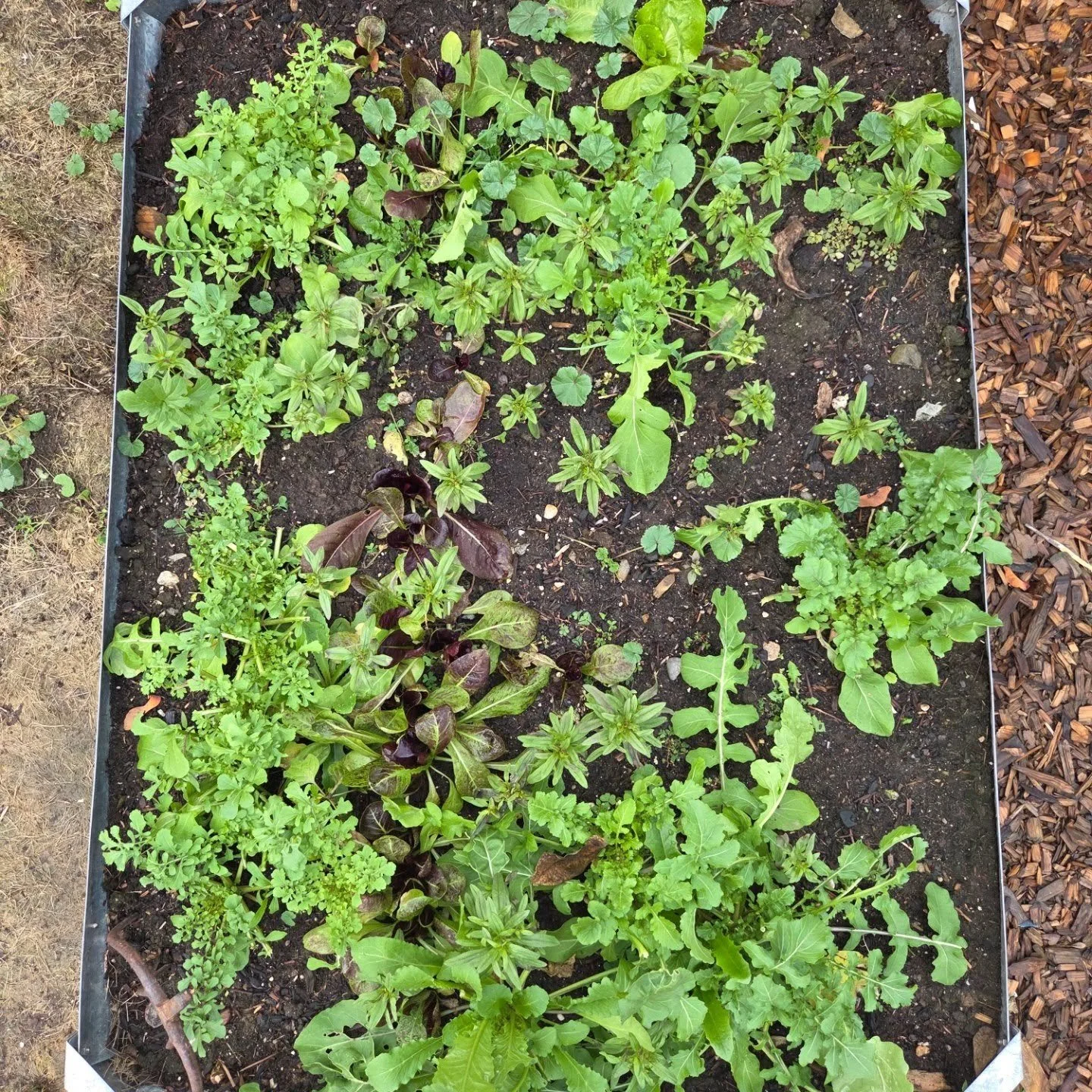 Almost mid December. I can't believe I'm still getting arugula and lettuce from my greens bed!