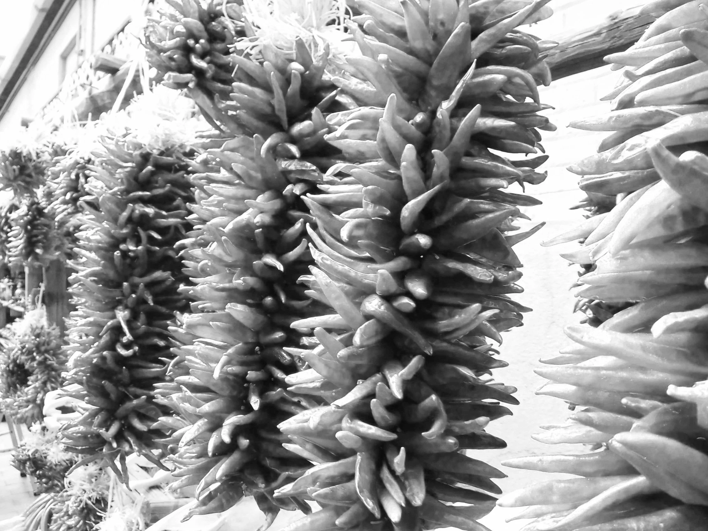 DSCF0673_copy.jpg