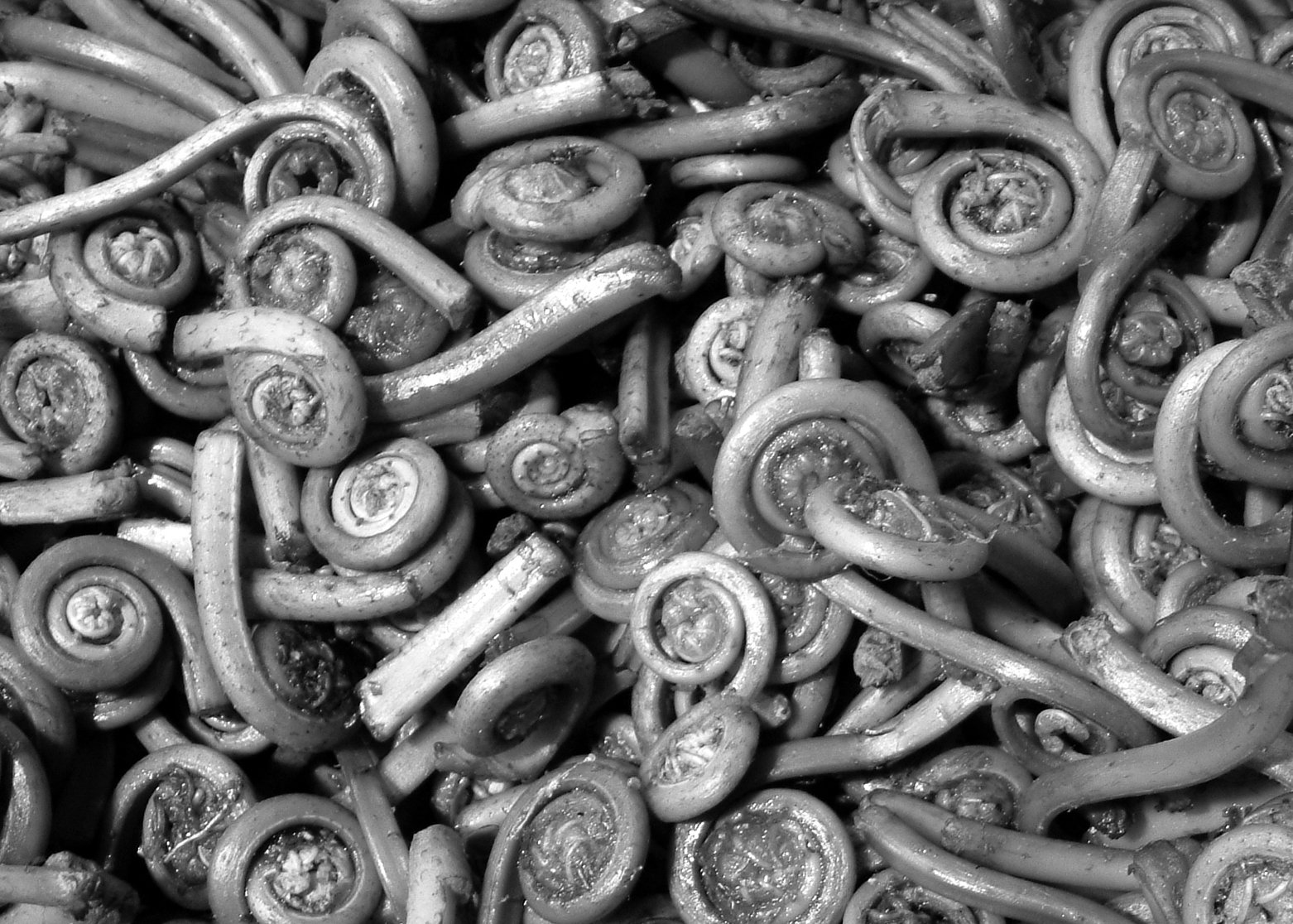 fiddleheads -gray.jpg