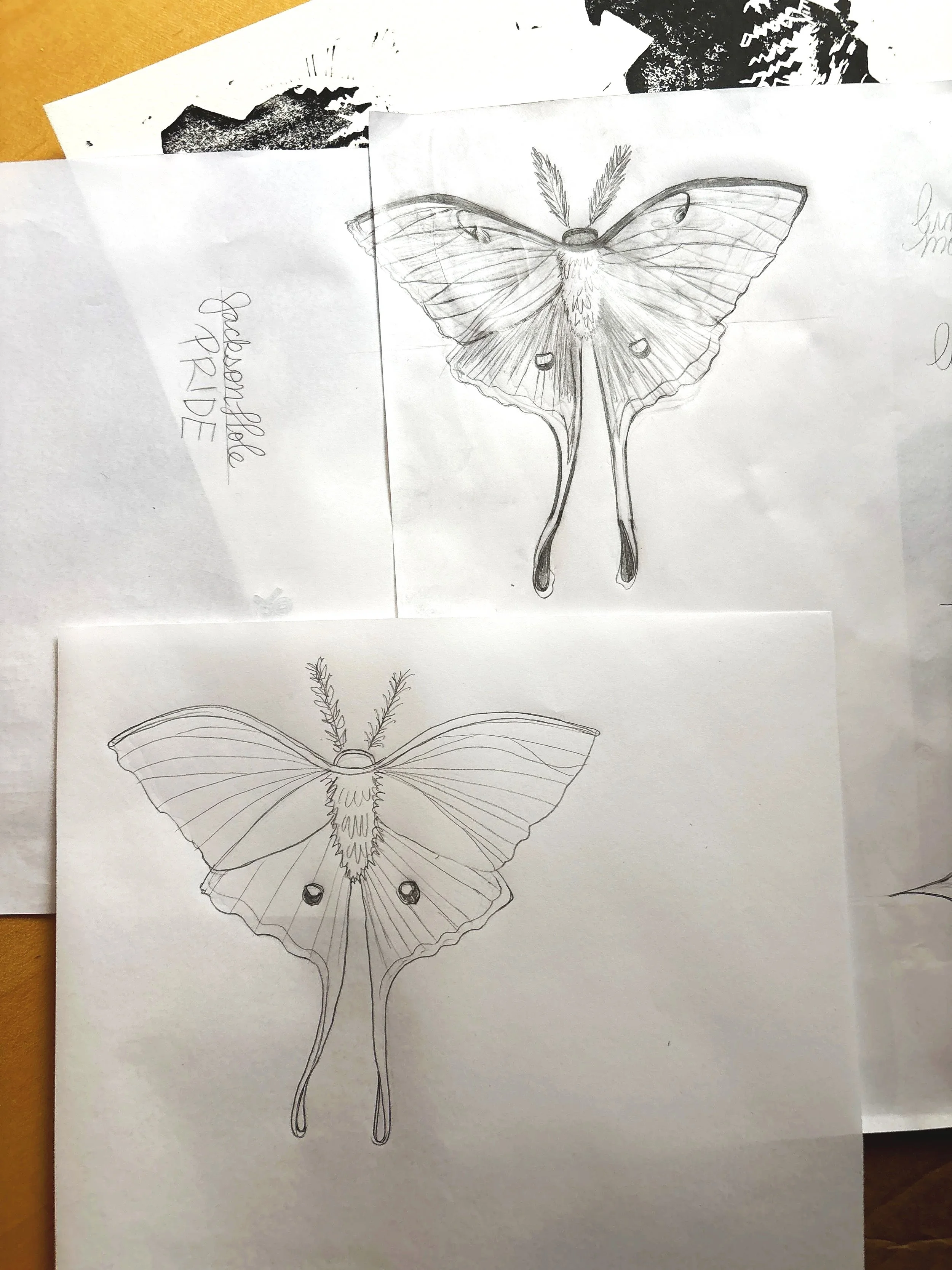 luna moth