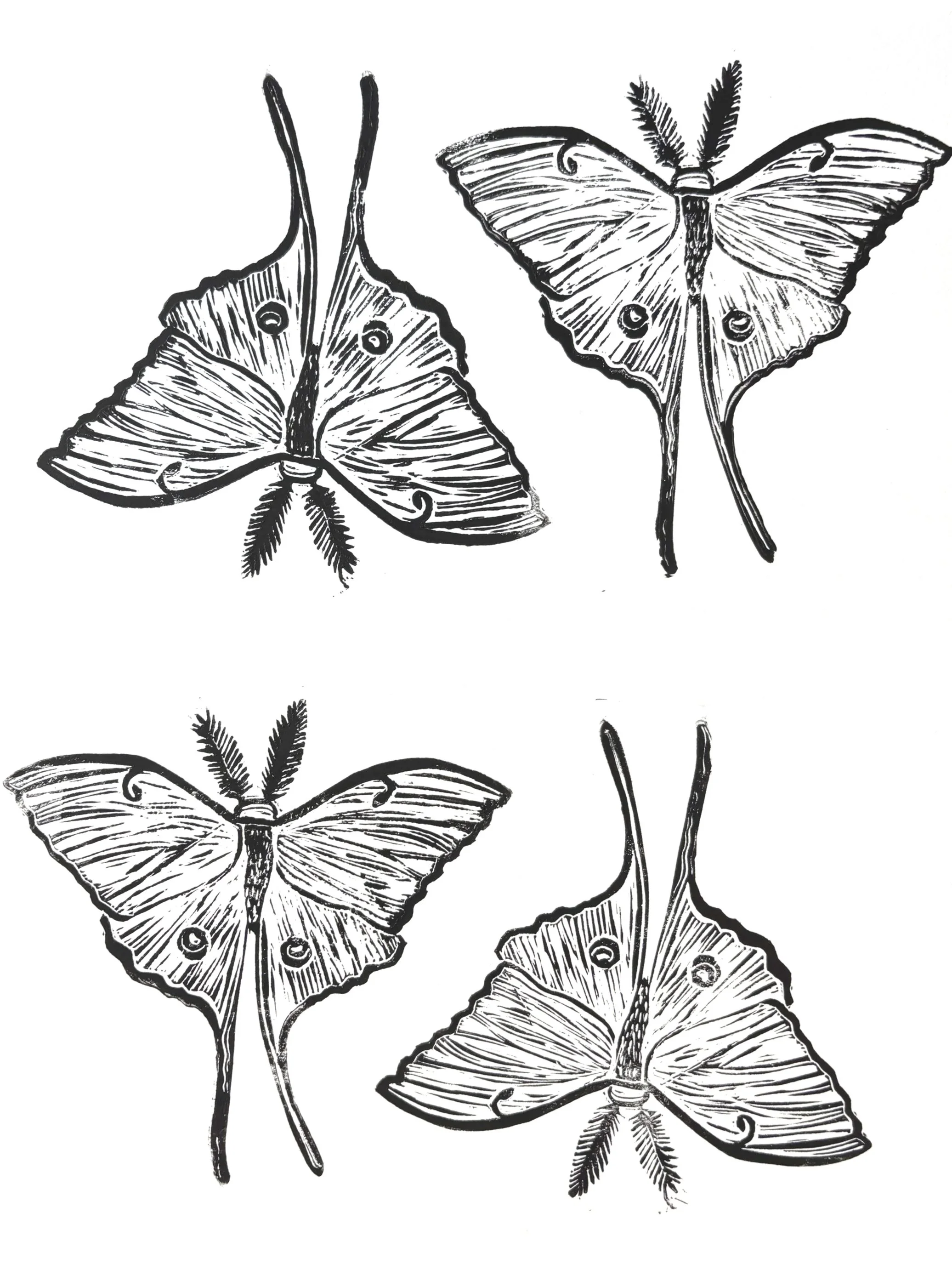 luna moth stamp 2nd edition