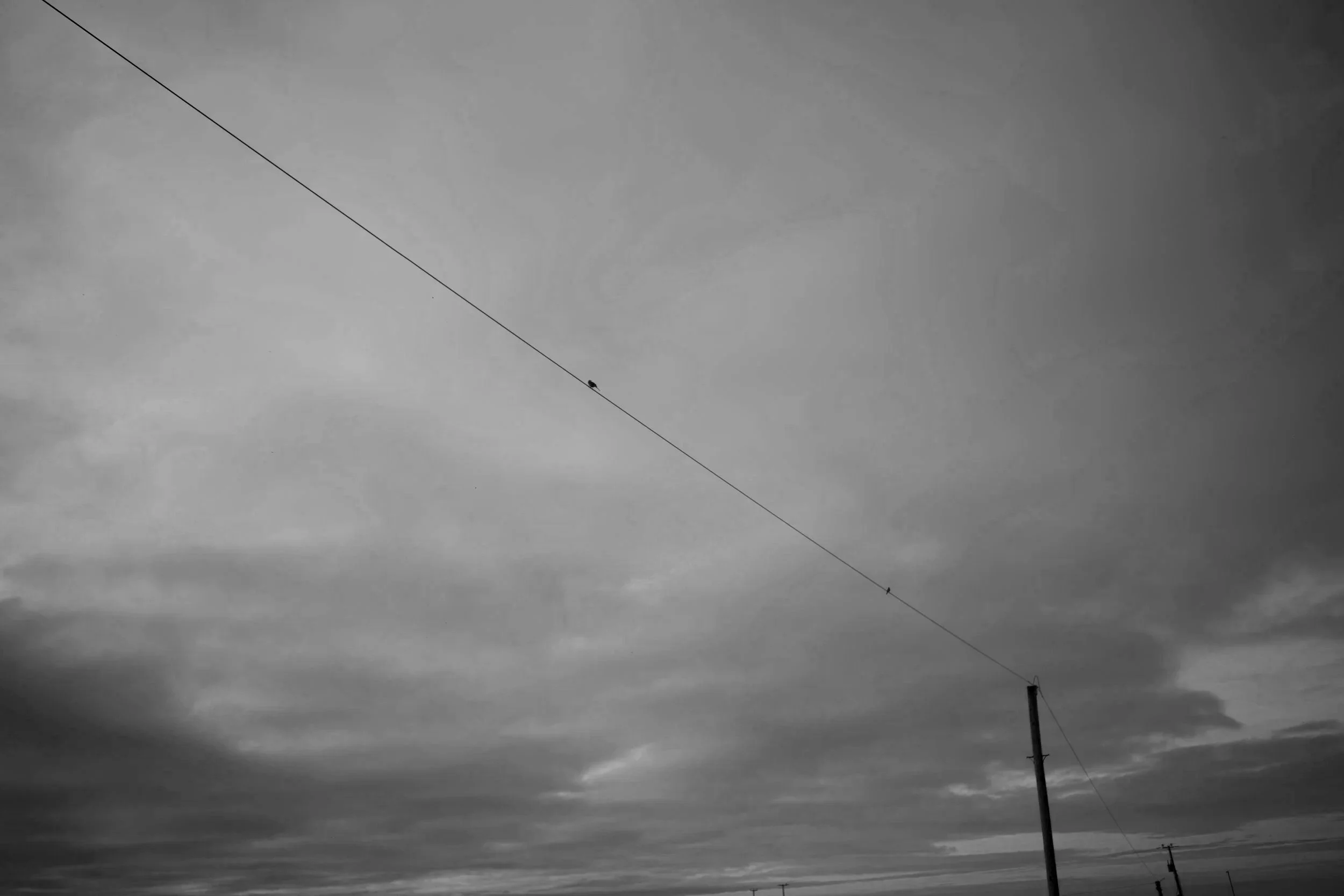 Black and white photo of a sky with cloudy weather, featuring utility poles and wires, with a bird perched on the wire.
