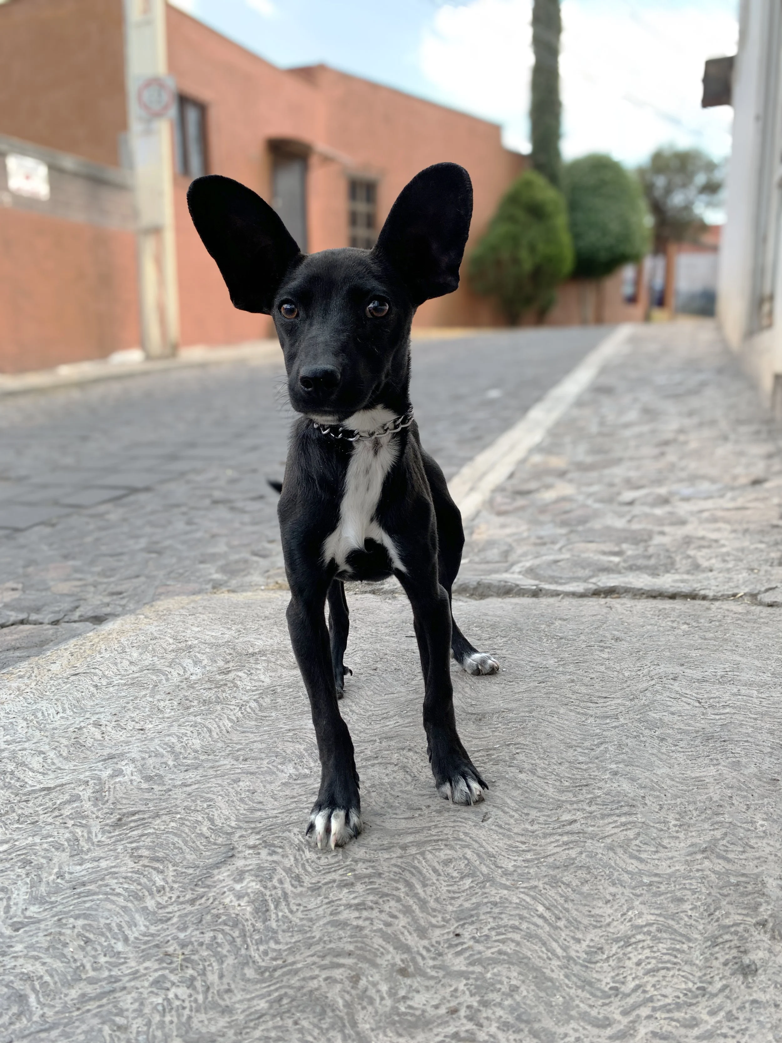 LOLA