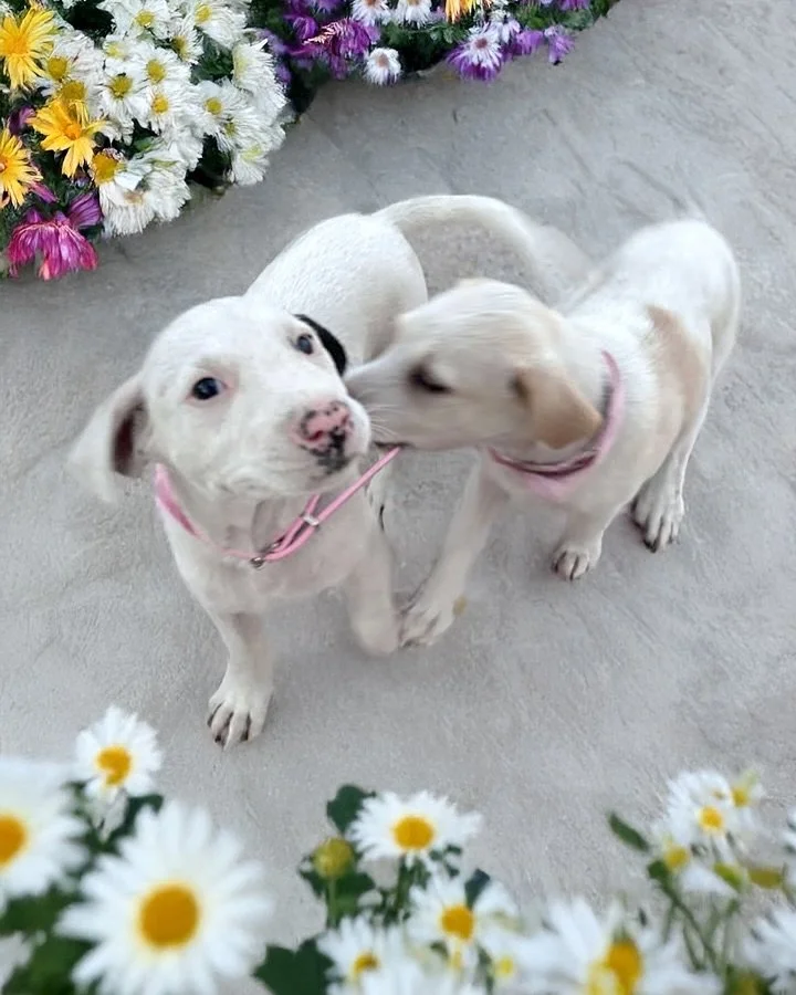 Hola, somos LAS MATILDAS, 2 adorables y cari&ntilde;osas hermanitas de tan s&oacute;lo dos meses y medio de edad que ya estamos desparasitadas y hemos iniciado nuestro cuadro de vacunaci&oacute;n ✅. Unos amables vecinos le dieron una patita a nuestra