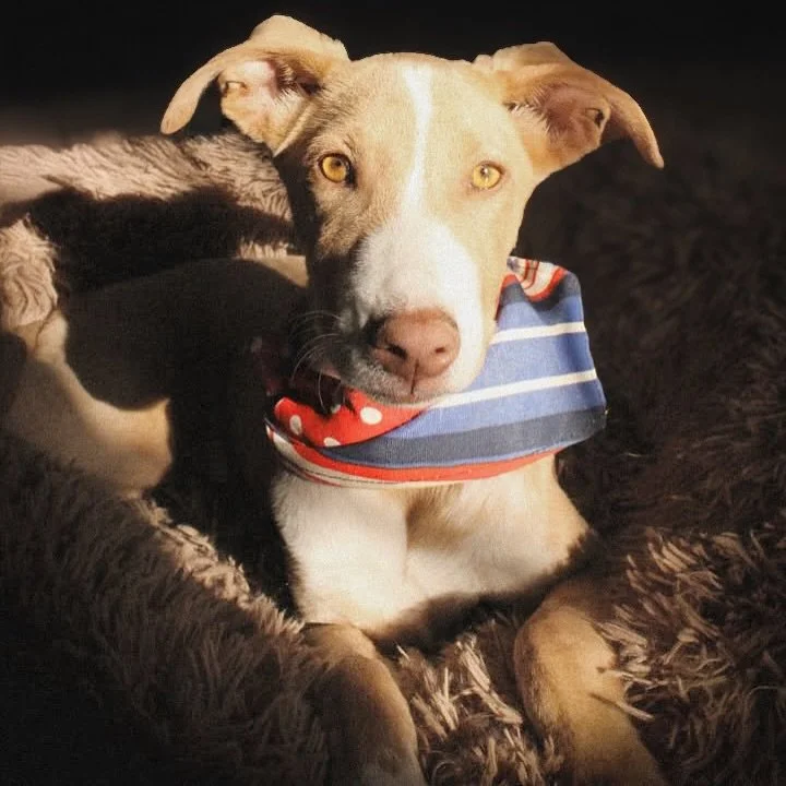 Soy CAPUCCINO, un bonito y tierno cachorro de 6 meses, mi talla es mediana, mi cuadro de salud est&aacute; al d&iacute;a, y mi esterilizaci&oacute;n est&aacute; cubierta, s&oacute;lo necesito crecer un poco m&aacute;s para que me opere el dogtor. T&u