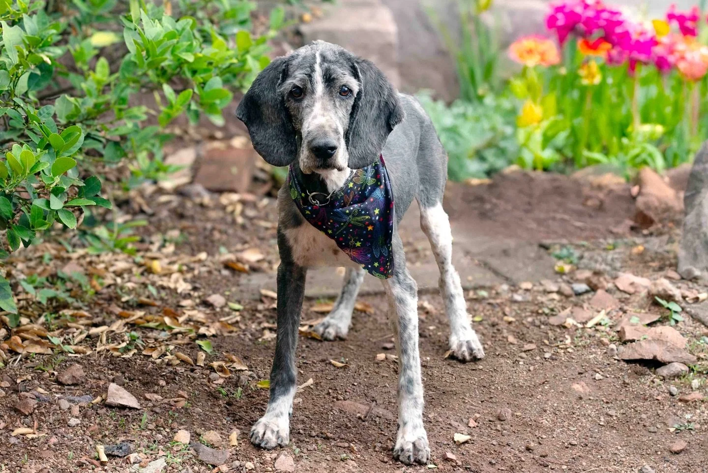 REY CHARLES 👑 🐶 es un perro senior de talla mediana (13-15 kg) que tristemente tuvo una vida de sufrimiento casi desde que lleg&oacute; a este mundo. Su familia lo adquiri&oacute; siendo un cachorrito, y con el paso del tiempo lo dejaron abandonado