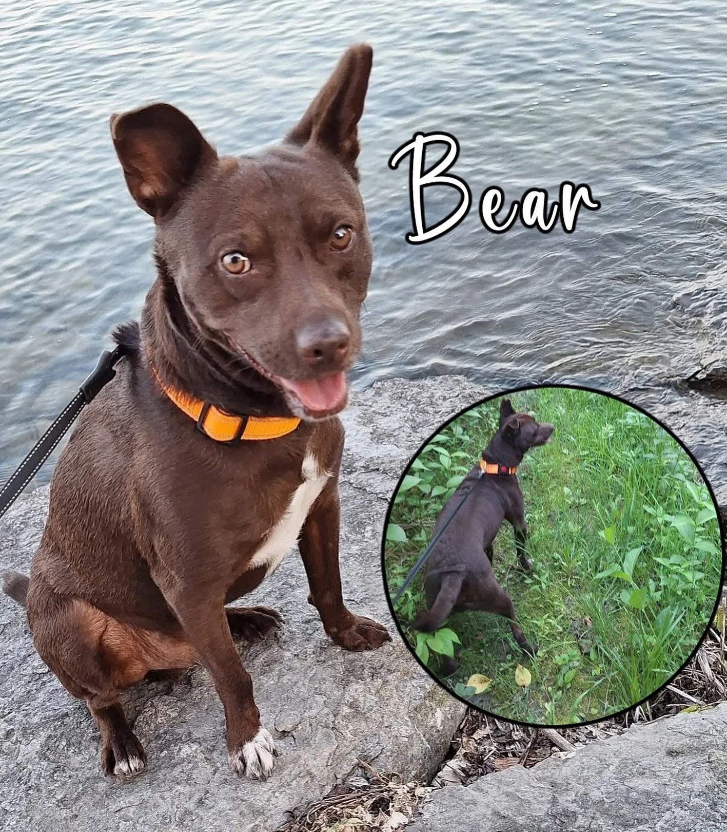 En el marco del &ldquo;Mes del Perro&rdquo;, queremos compartir las adorables fotos de algunos lomitos que actualmente se encuentran viviendo su mejor vida debido a que fueron rescatados y felizmente adoptados. &iexcl;Muchas gracias a quienes ayudan 