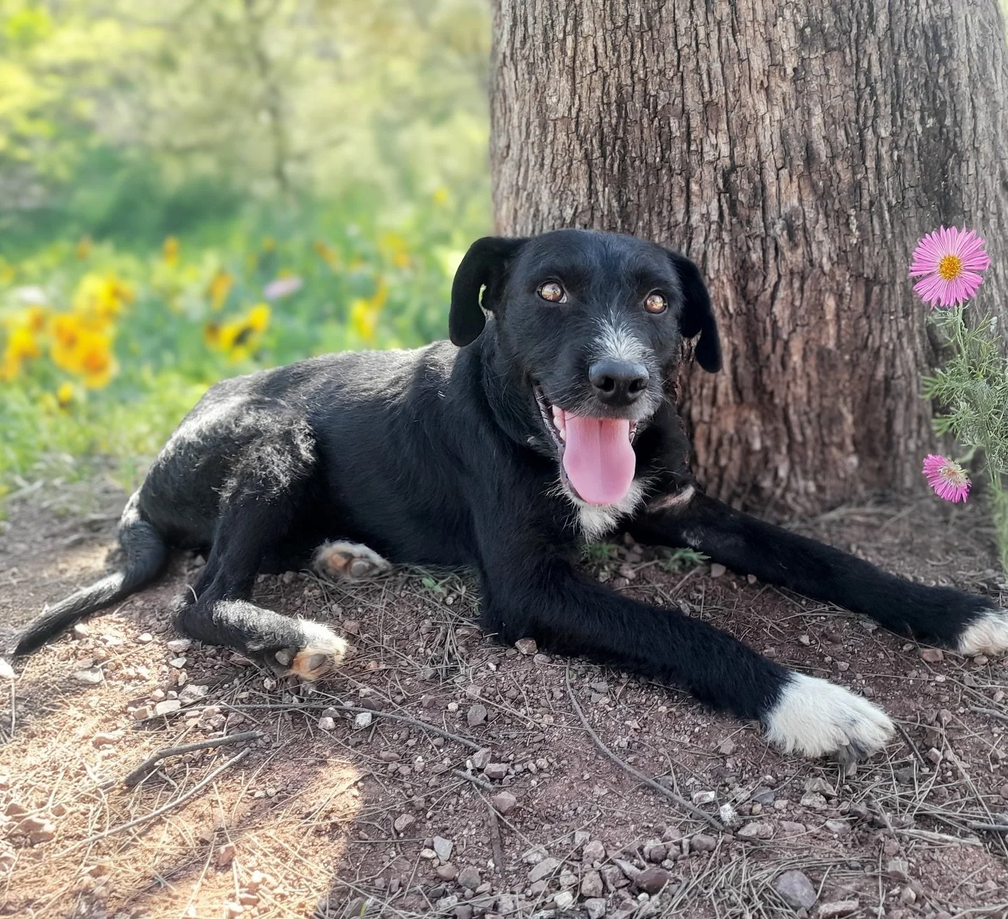 &iquest;Sabias que el perrito perfecto s&iacute; existe? &iexcl;Soy yo, me llamo NITO, un perrito de aproximadamente 2 a&ntilde;os! Para no hacerte el cuento largo te dir&eacute; que estuve batallando mucho en la calle debido al abandono de mi primer
