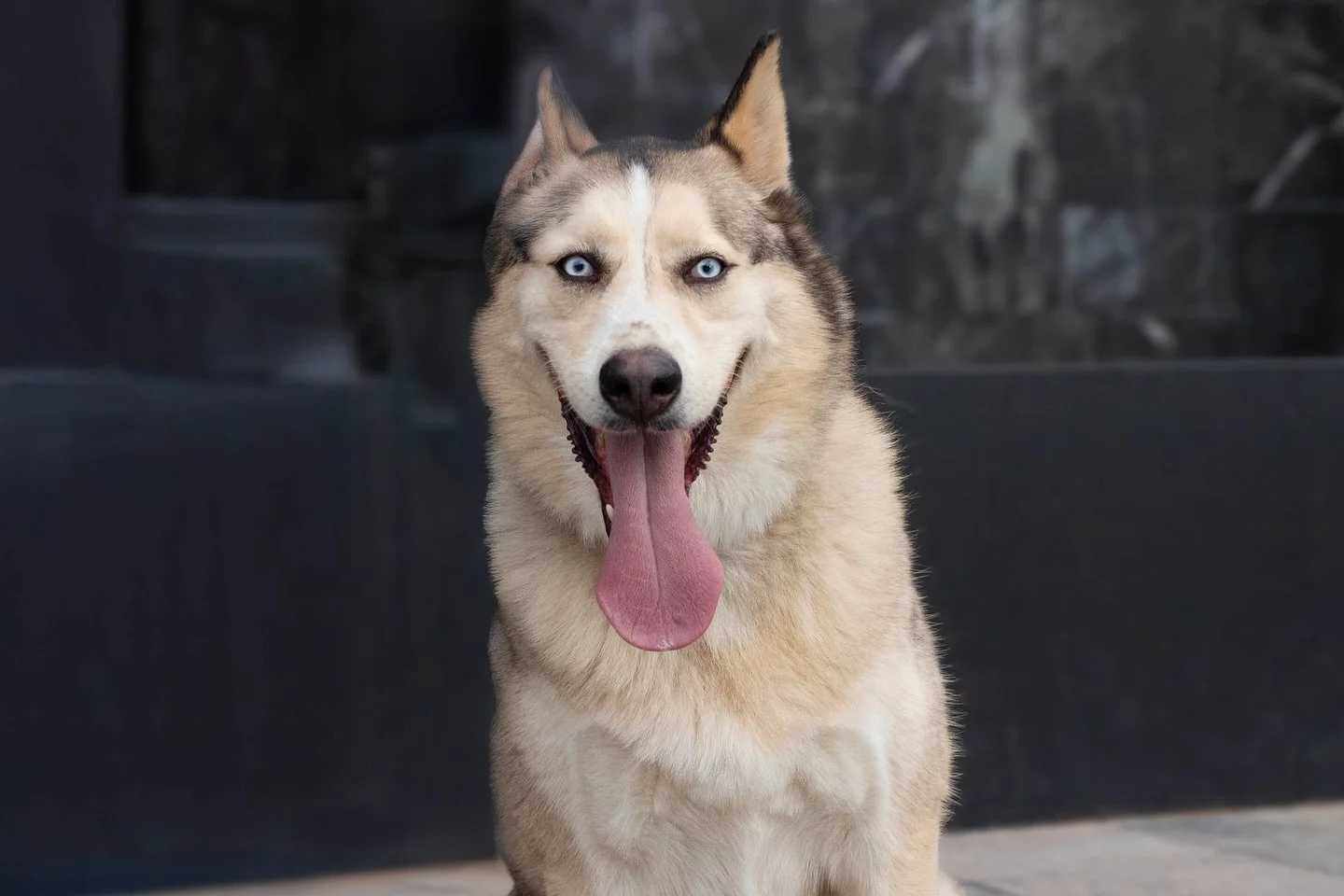 Soy PONCHO un pachoncito perrito de alrededor de 3 a&ntilde;os de edad, ya estoy esterilizado y con mis vacunas al corriente. Mi historia se trata de cuando mi rescatista me encontr&oacute; atropellado hace poco m&aacute;s de un a&ntilde;o, yo me asu