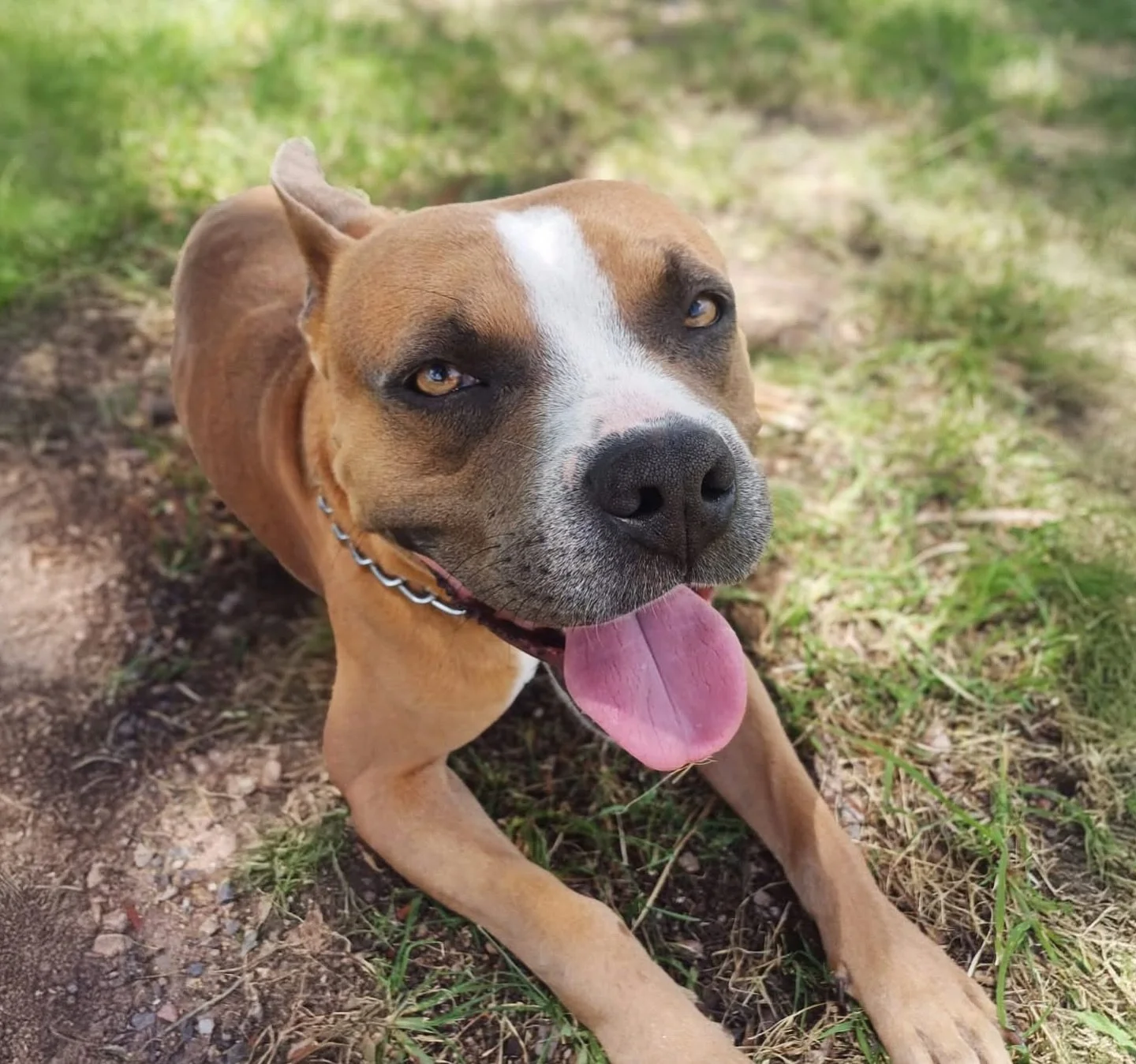 Soy BOLT, el perrito que fue abandonado junto a una chihuahua en la zona de Pozuelos. Como sabr&aacute;s, nos estuvieron reportando mucho pero nuestro due&ntilde;o nunca fue a buscarnos, eso rompi&oacute; mi coraz&oacute;n, y mi compa&ntilde;erita a&