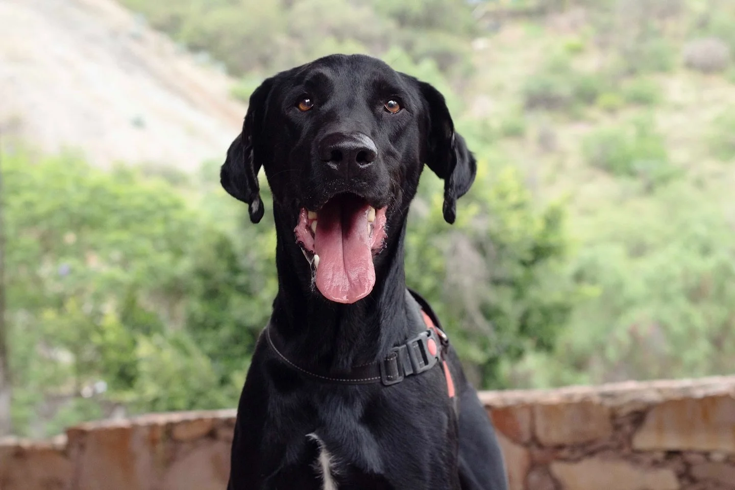 Soy BONES 😍, un perrazo muy gal&aacute;n, alegre y bonach&oacute;n de aproximadamente 4 a 5 a&ntilde;os, soy talla grande, estoy vacunado, a&uacute;n no estoy esterilizado, y soy muy educado pues no suelo hacer mis necesidades en los interiores sino
