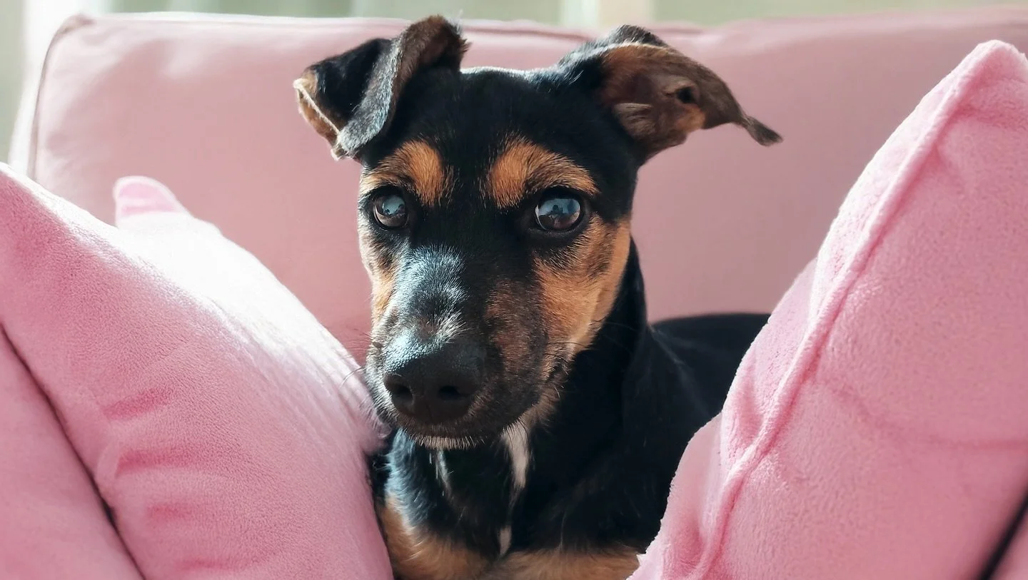 Soy la tierna beb&eacute; TIERRA-LUNA, una cari&ntilde;osa cachorrita de 5 meses de edad, de color golodrino, me cuidan desde hace tres meses y ya tengo mi cuadro de salud completo. 🐶⚕️✅ Fui rescatada de mi primer casa porque mis due&ntilde;os no me