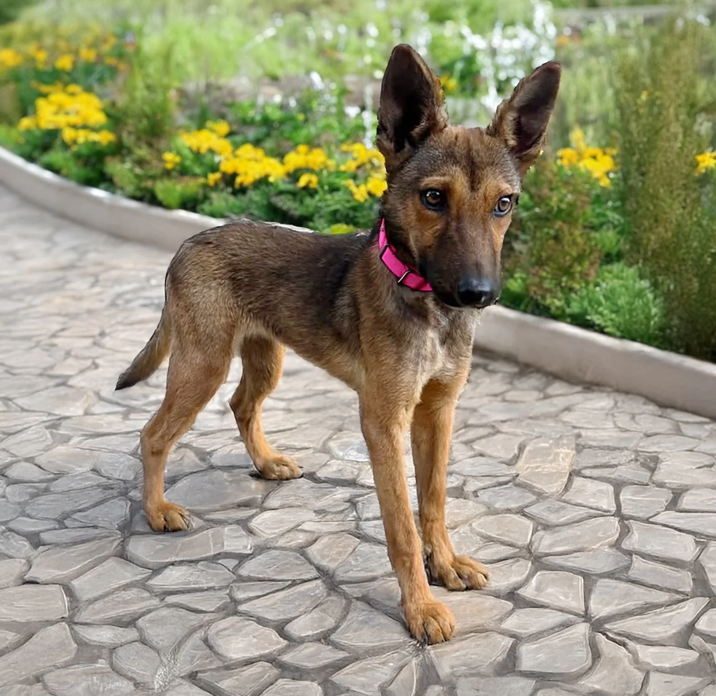 Soy MILA, una cachorra de 8 meses con porte de pastora, soy muy bonita, cari&ntilde;osa e inteligente. En el lugar donde nac&iacute; y que estuve todos estos meses, no me daban cuidados ni de comer, apenas recuerdo la mala vida que tuve siendo tan jo