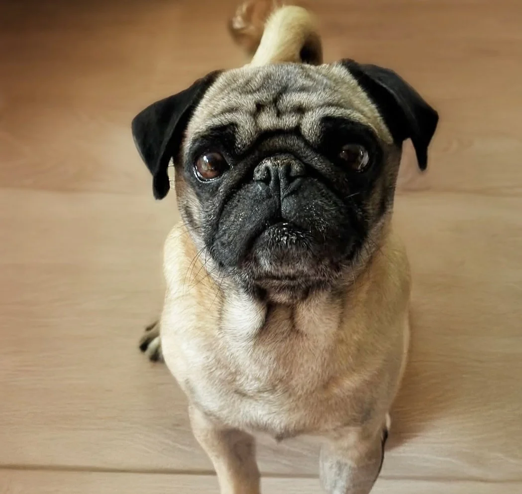 &iexcl;Hola, soy SONIC! Un guapo, muy tierno y divertido pug de no m&aacute;s de 5 a&ntilde;os de edad, aunque soy a todo dar y tengo energ&iacute;a como la de un cachorrito y tambi&eacute;n doy mucho afecto, tristemente fui abandonado por mi familia