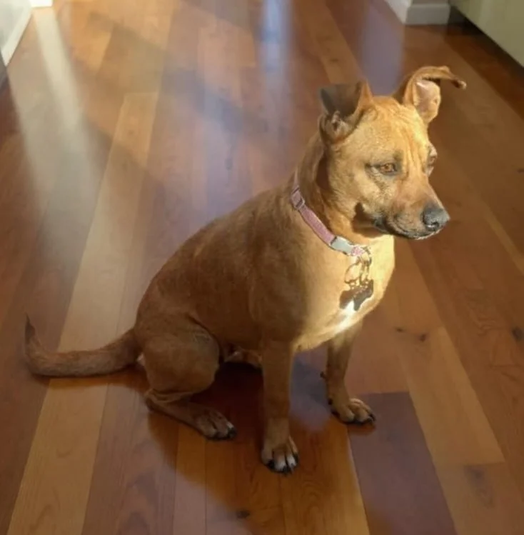 SIENNA | + info dar clic en la foto ↑