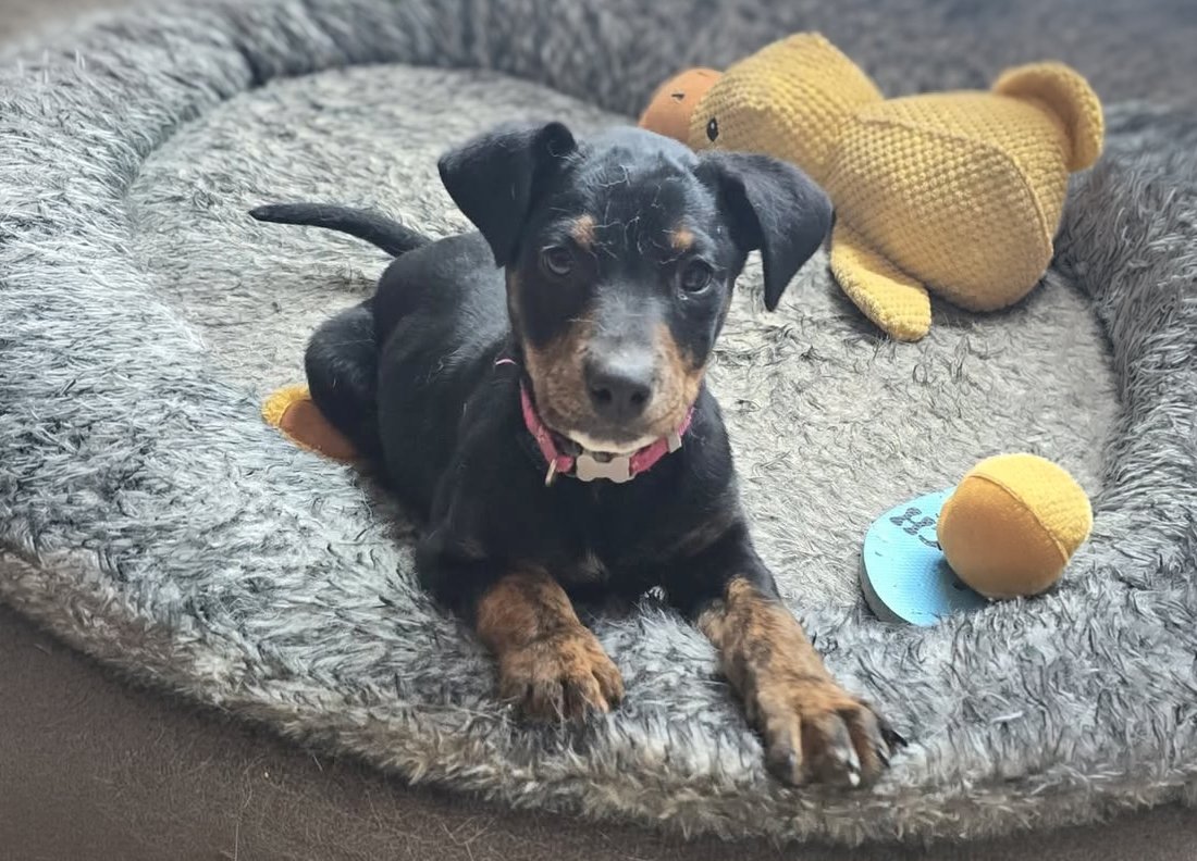 ARYA | + info dar clic en la foto ↑