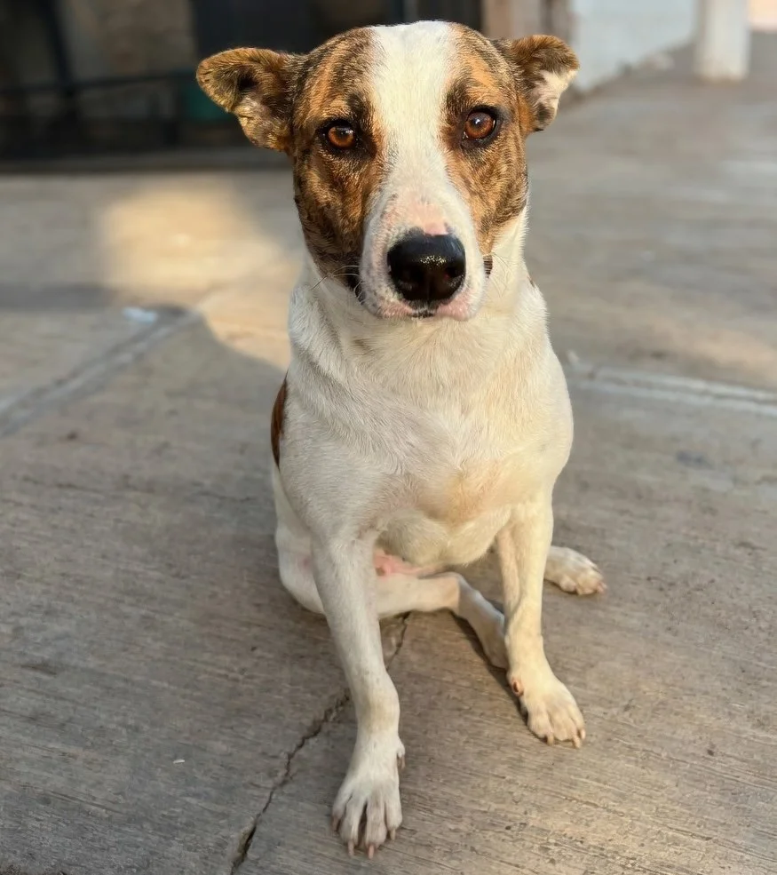 EMI | + info dar clic en la foto ↑