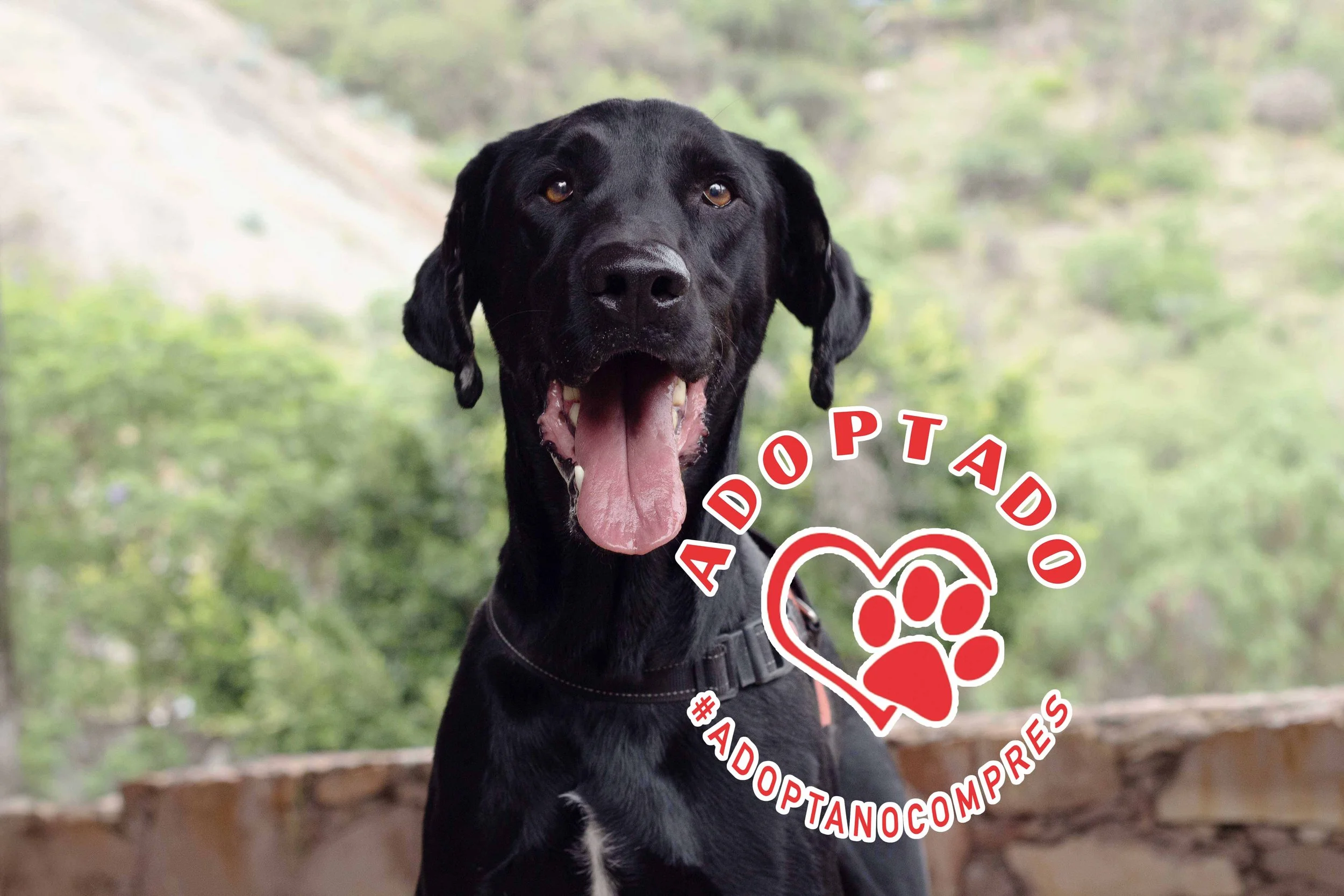 bones1_adoptado.jpg