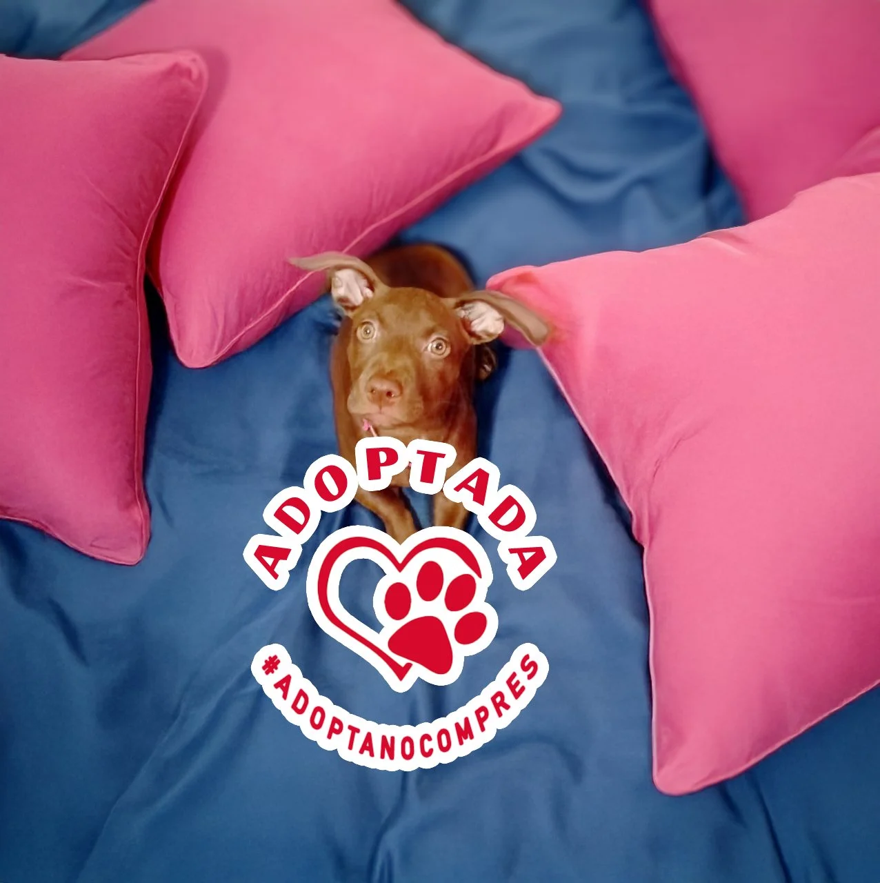 cachorra_adoptada.jpg
