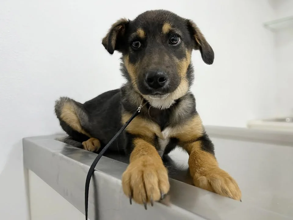 KOFY | + info dar clic en la foto ↑