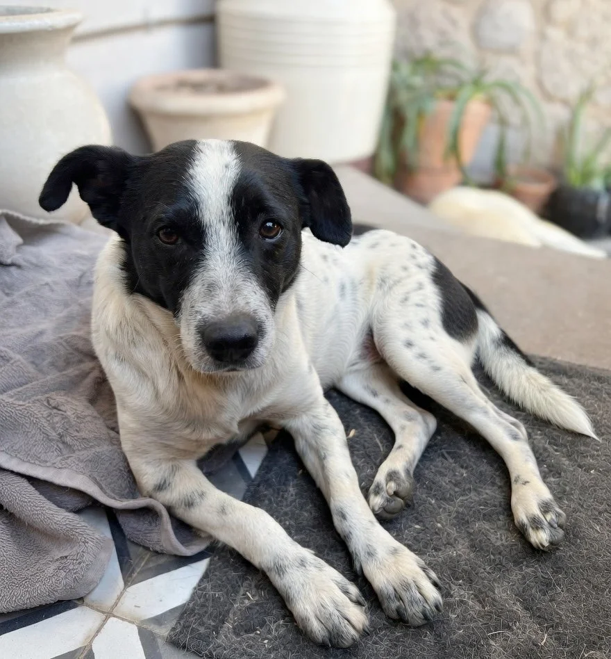 OREO | + info dar clic en la foto ↑