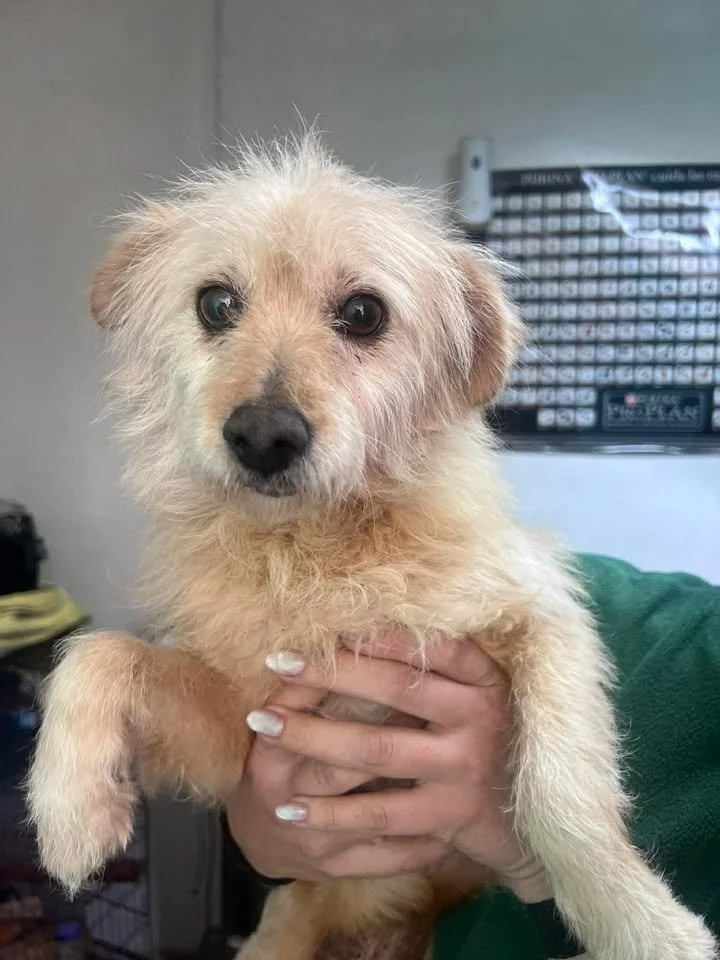 GÜERA | + info dar clic en la foto ↑