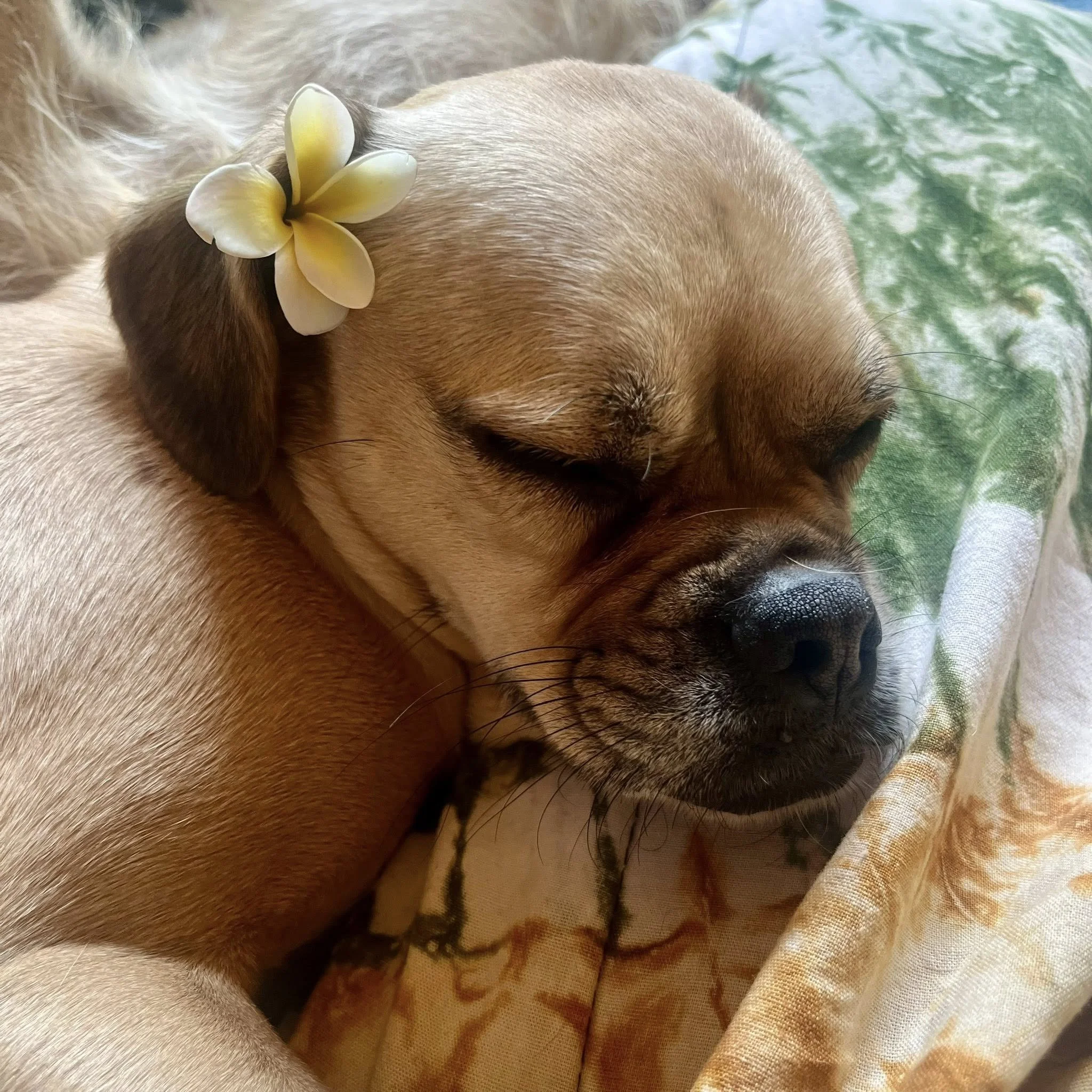 TULA | + info dar clic en la foto ↑