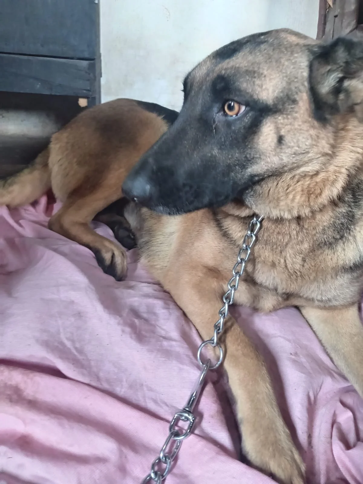 PASTORA | + info dar clic en la foto ↑