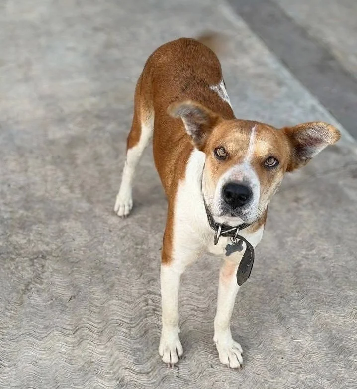 JAPONESITA 🇯🇵 | + info dar clic en la foto ↑