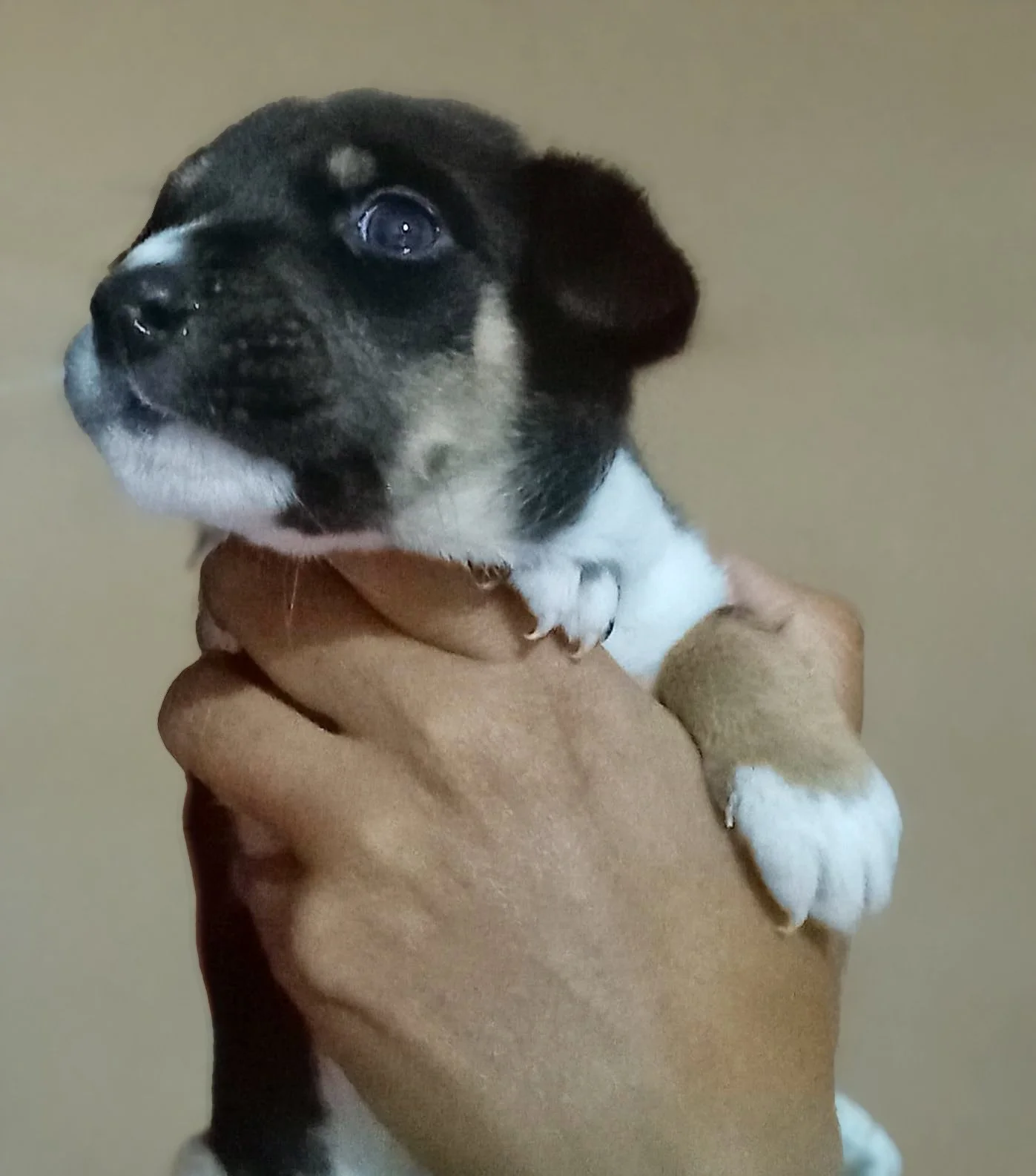 ELIÁN