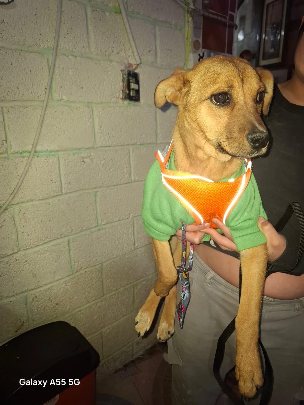 SCOOBY | + info dar clic en la foto ↑