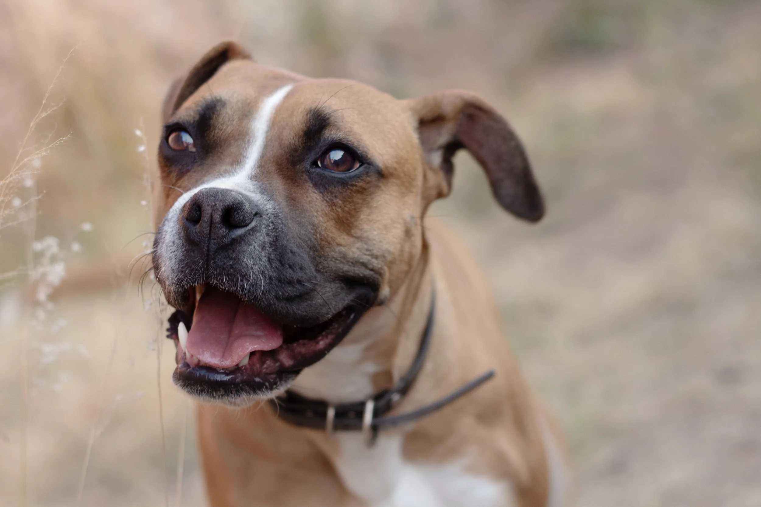 CHATA | + info dar clic en la foto ↑