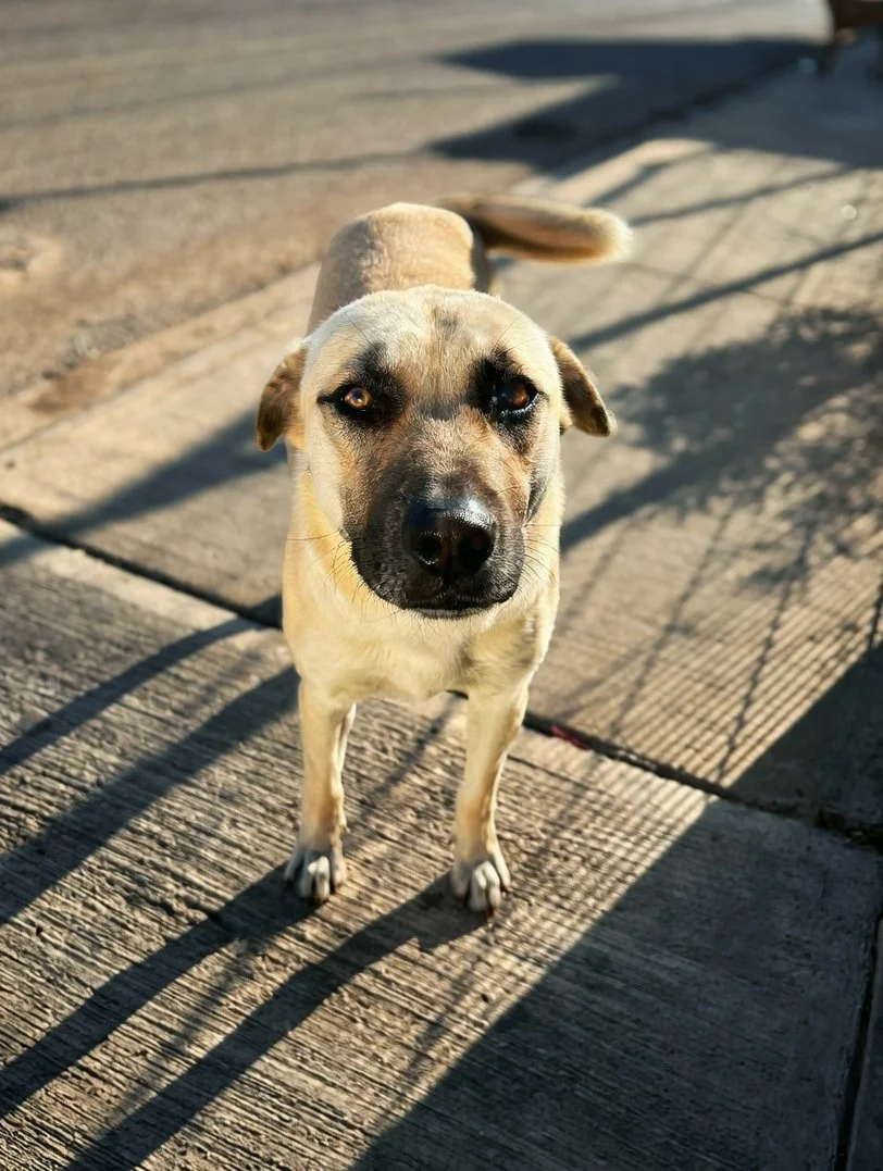 PINKI | + info dar clic en la foto ↑