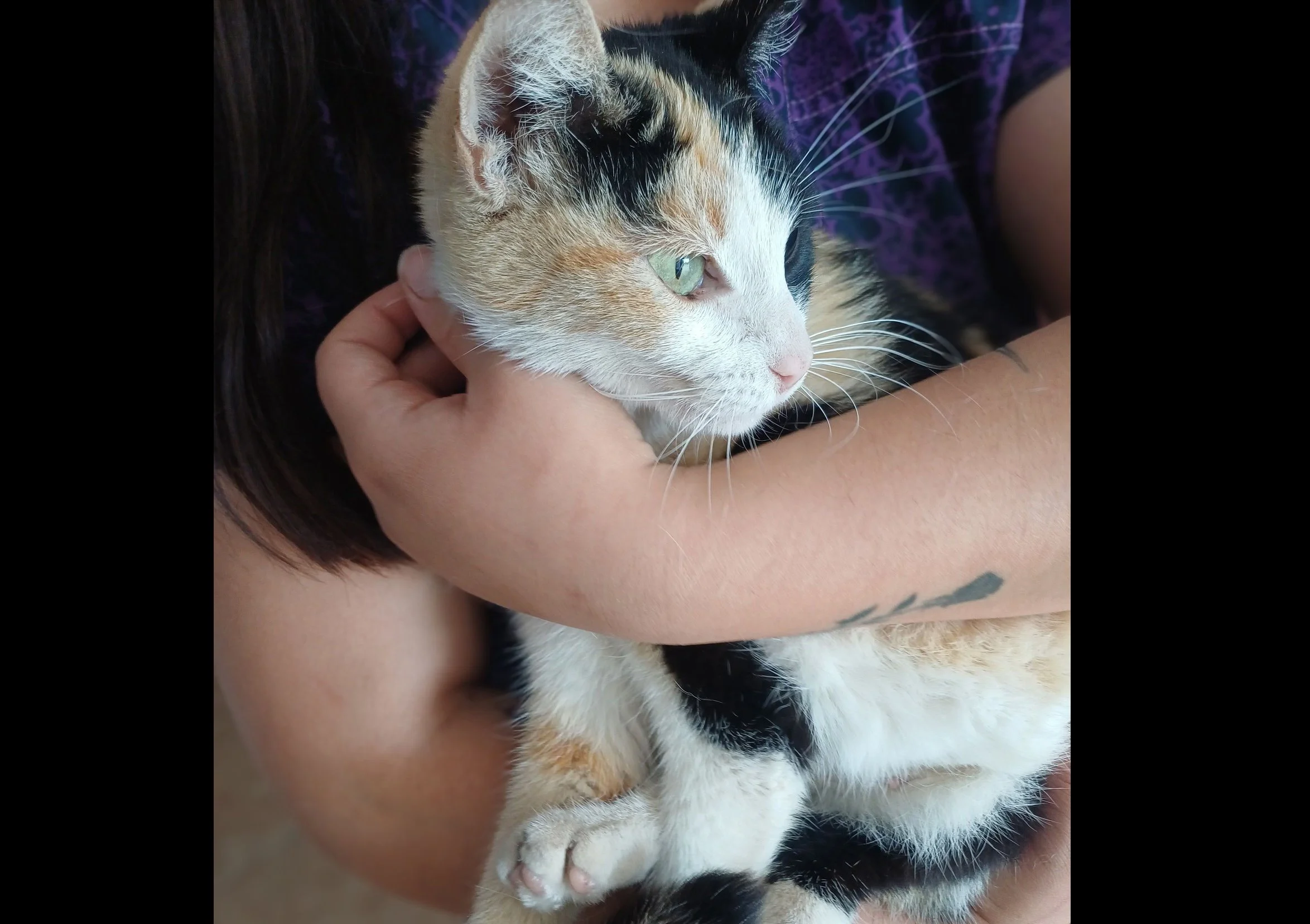 GINGER | + info dar clic en la foto ↑